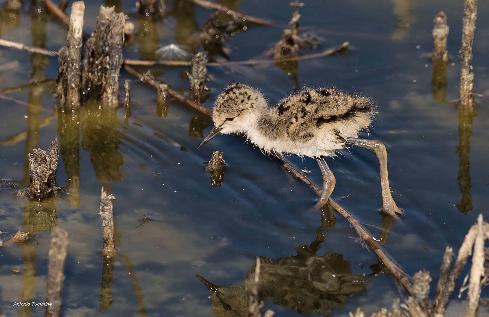 Pullo di cavaliere d'Italia
