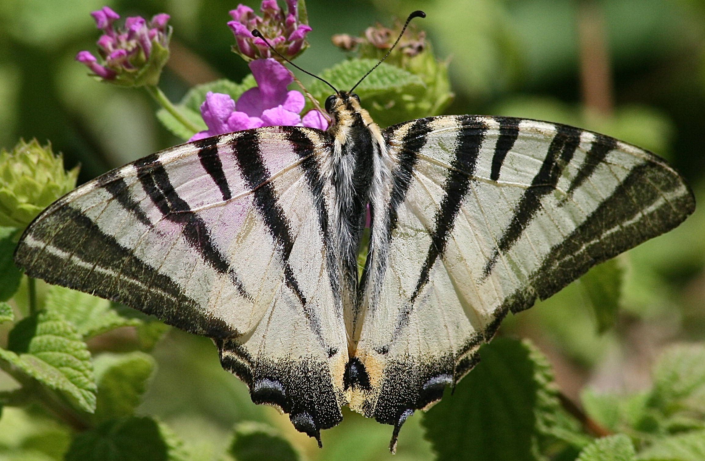 ... è tempo di ceretta ...