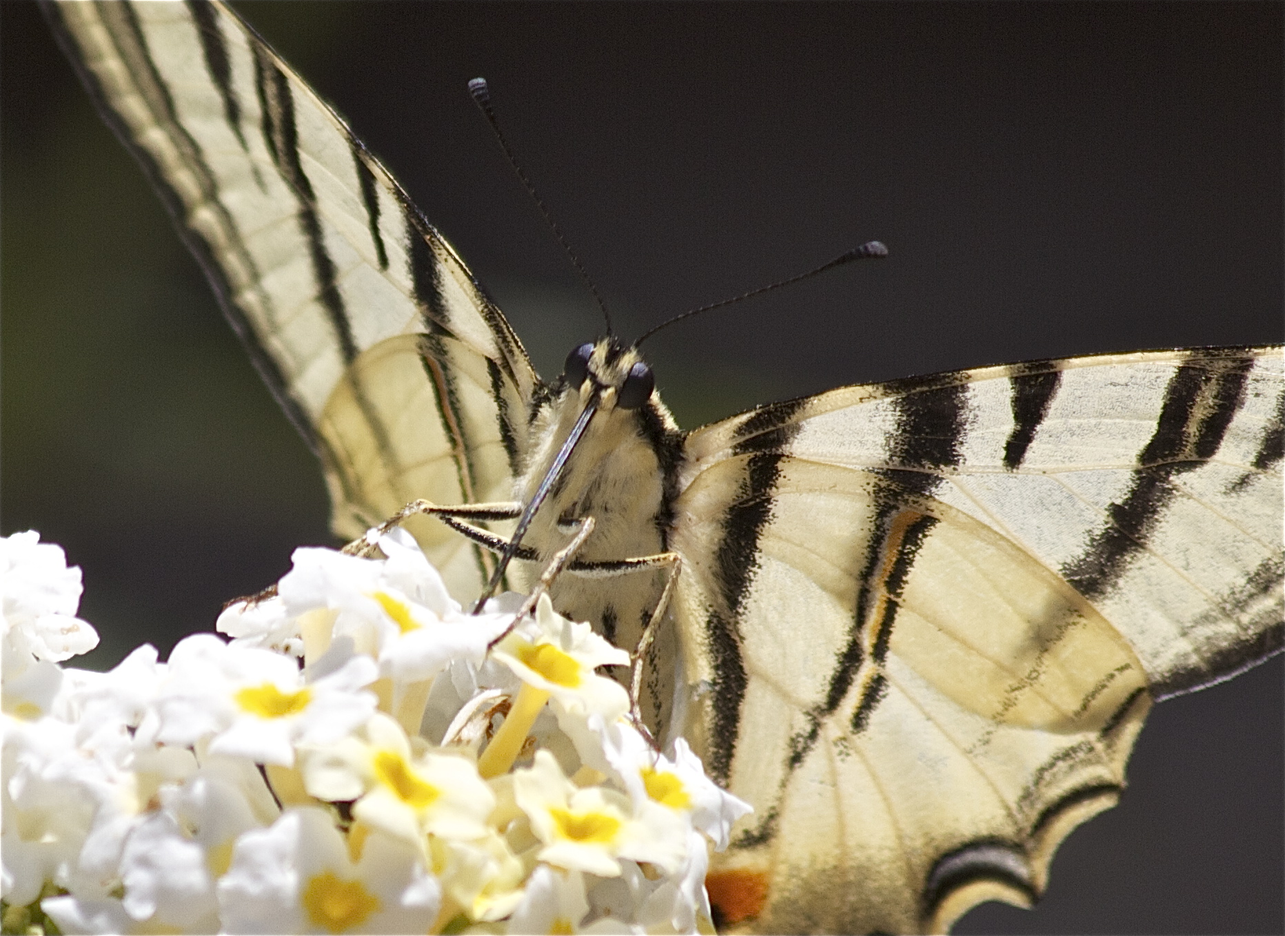 ... caught in the act ...