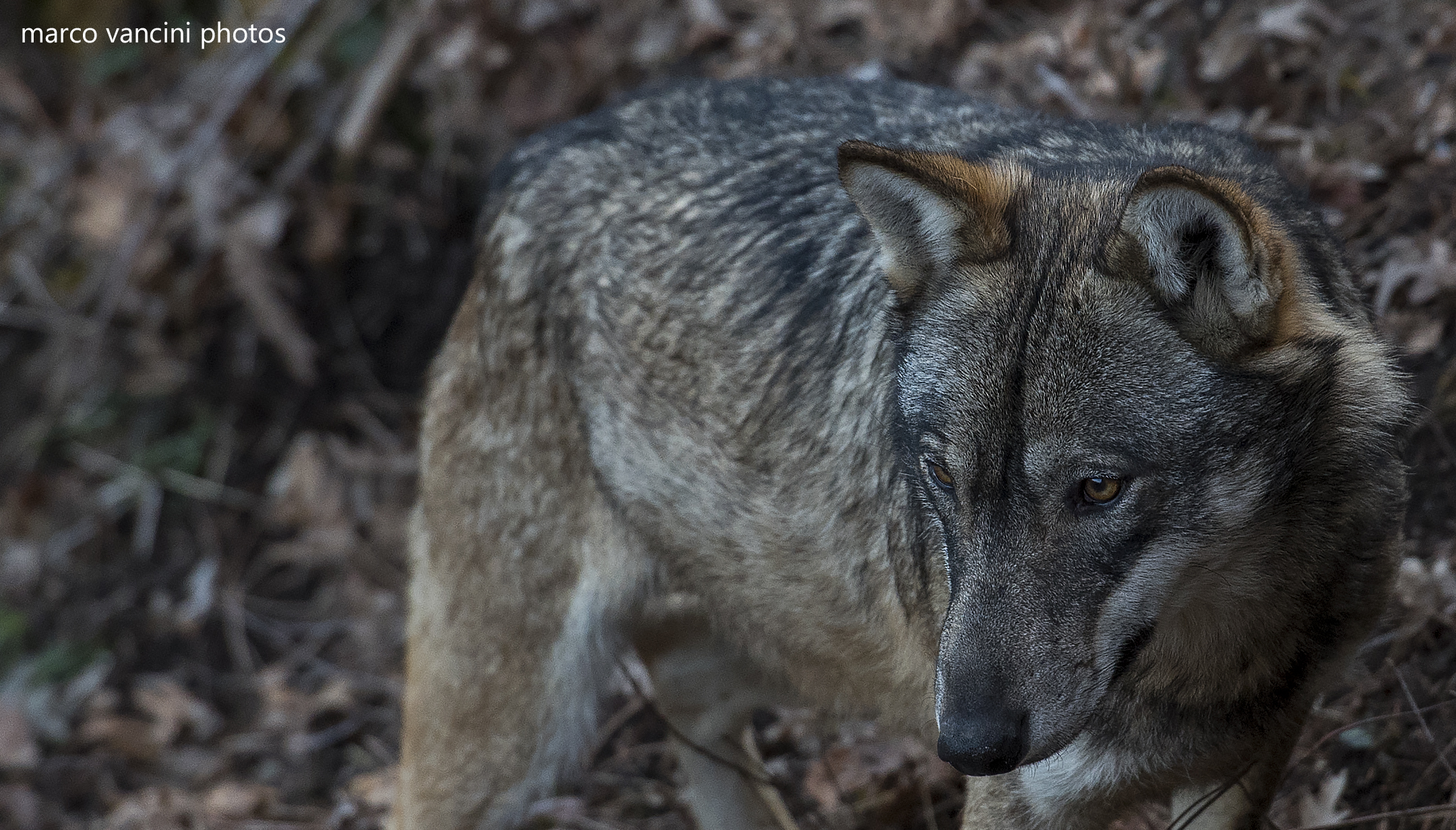lupo dell'appennino