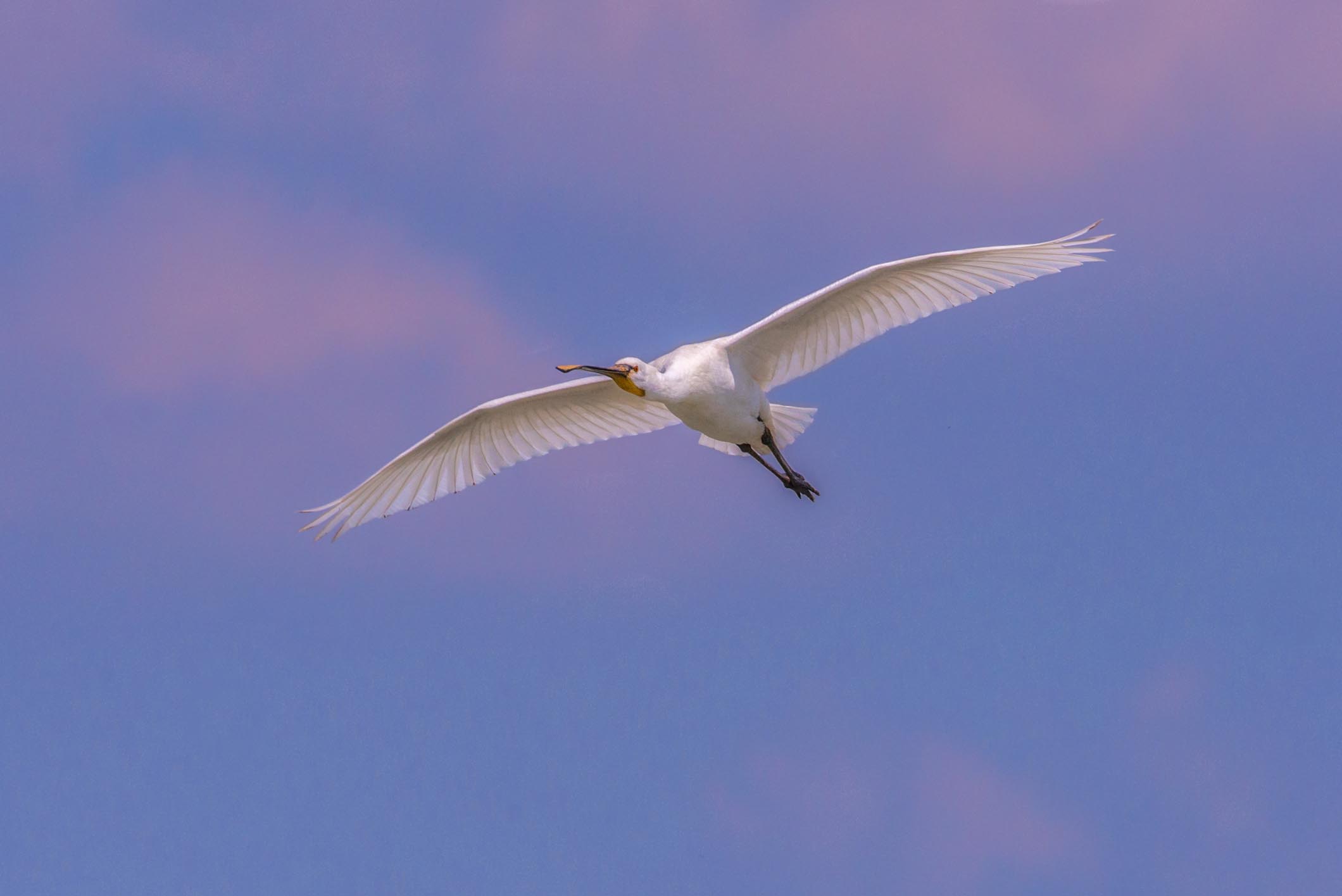 Spoonbill in flight