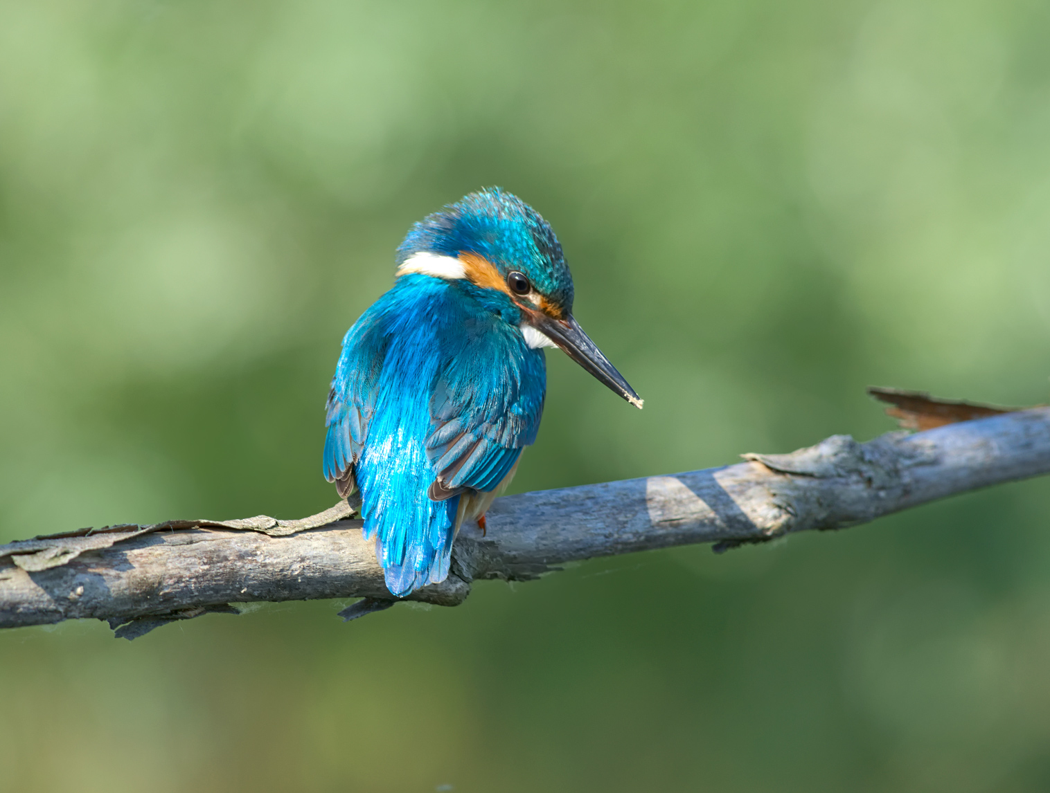 La grinta di Martino