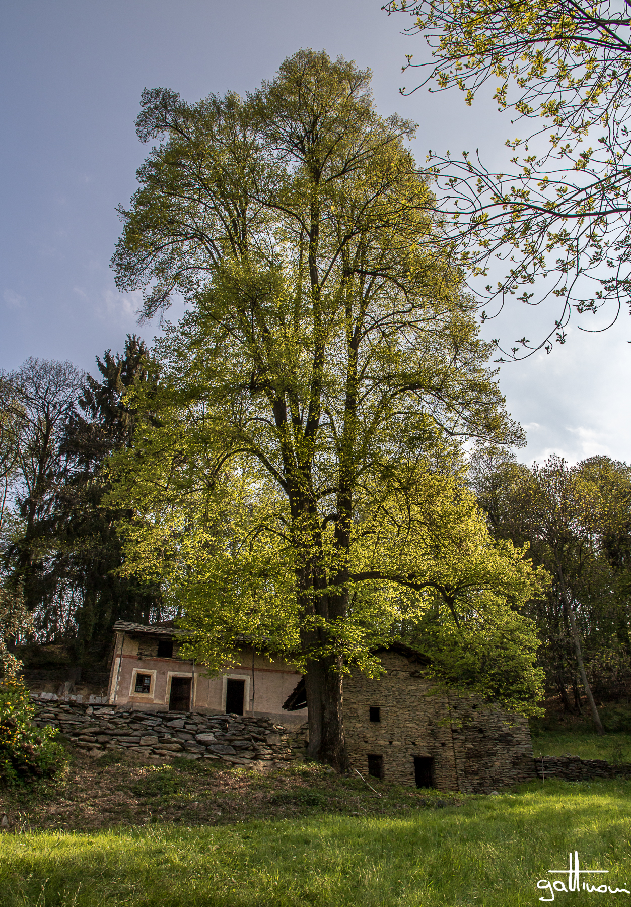 il grande albero