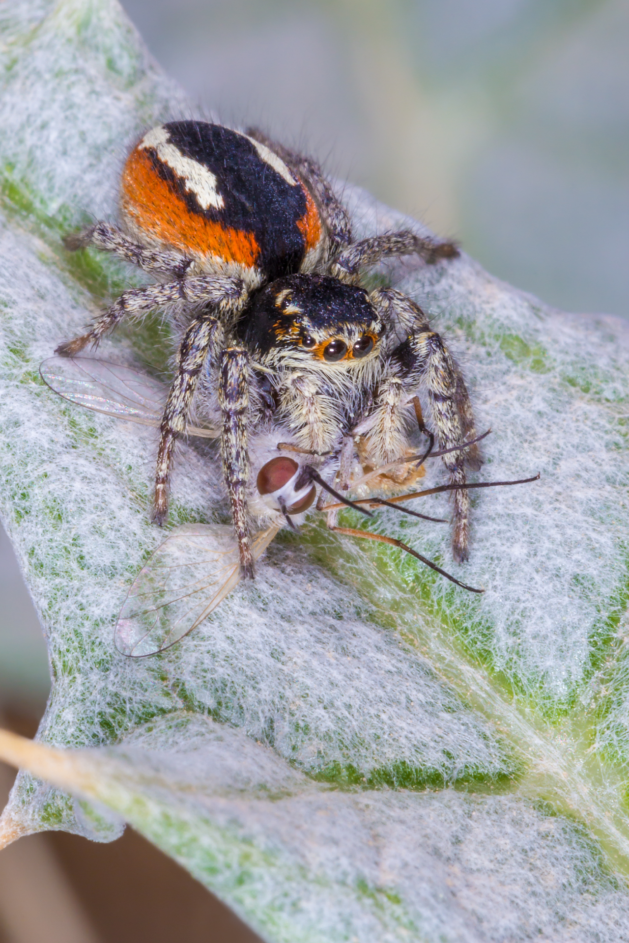 Red-bellied Jumping Spider & Hunt