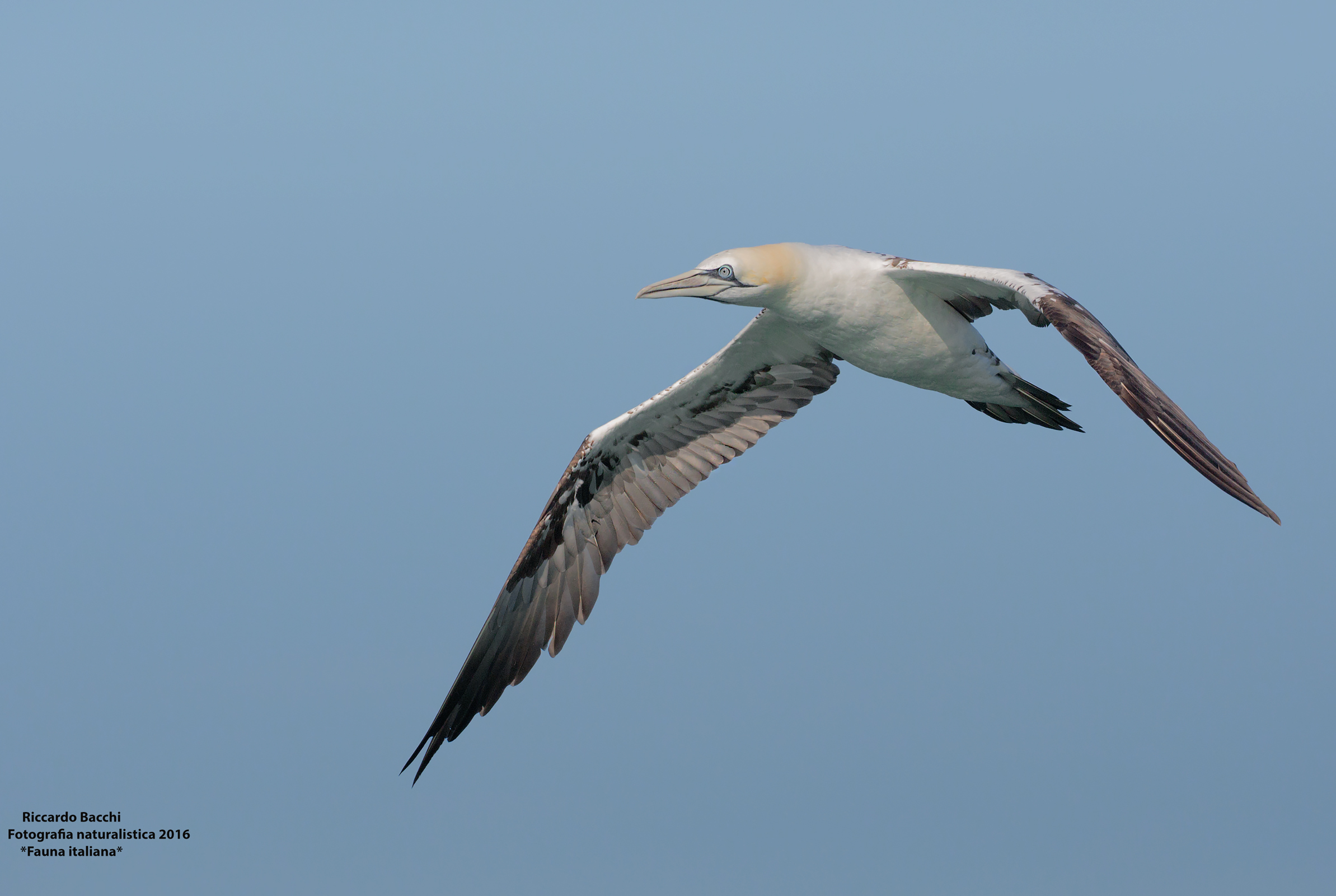 Sula Bassana Immaturo