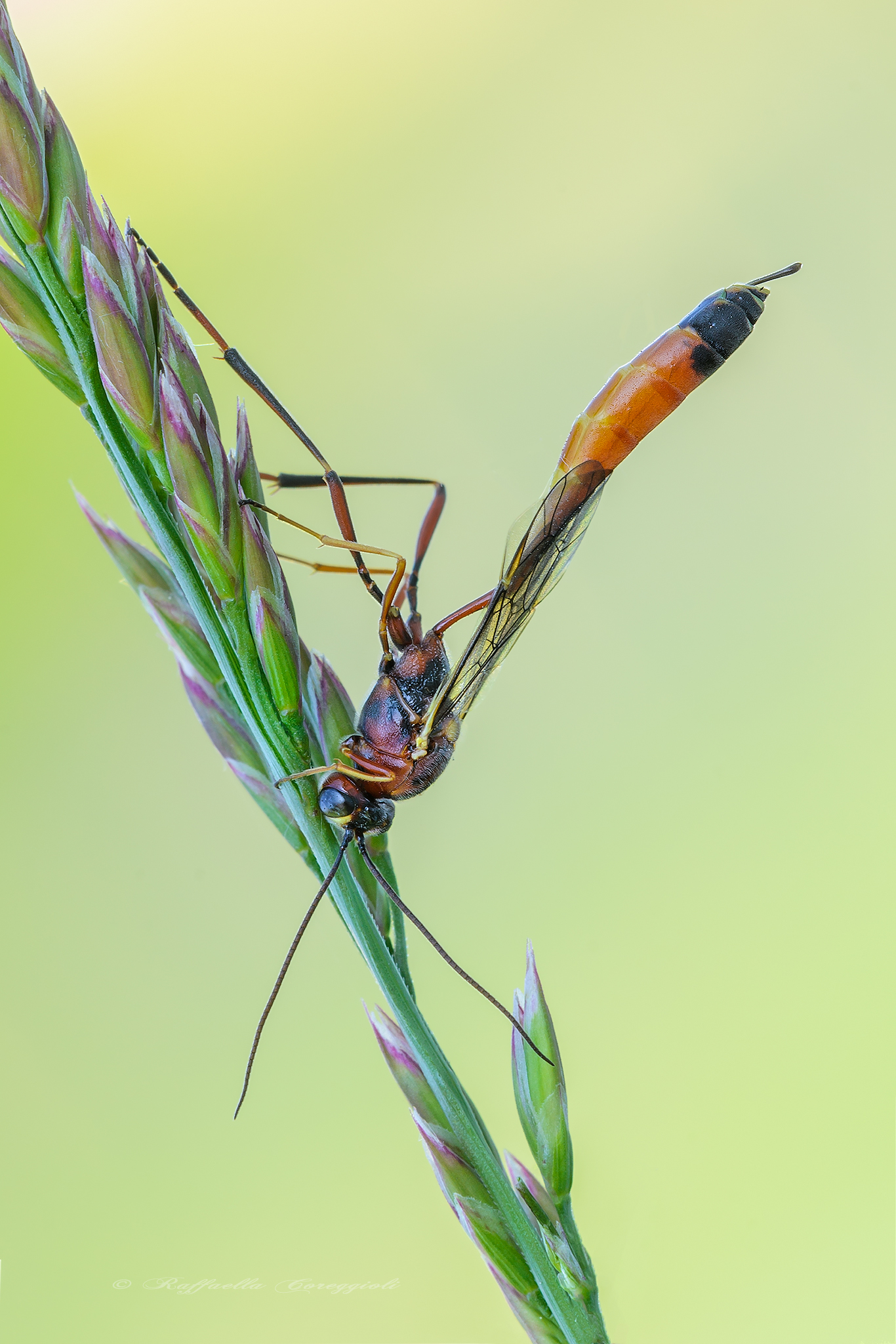 Non amo solo le farfalle....