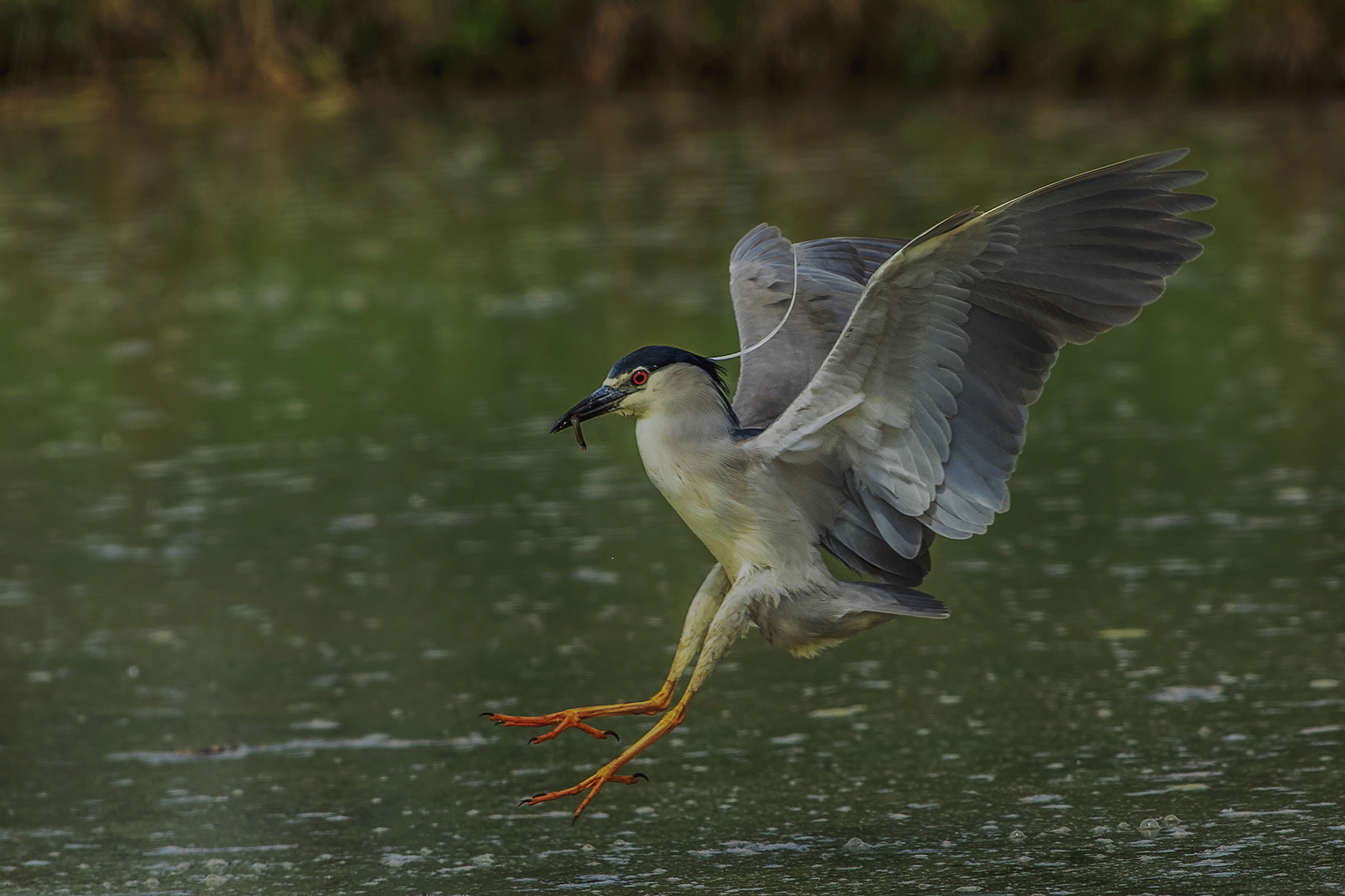 Night Heron