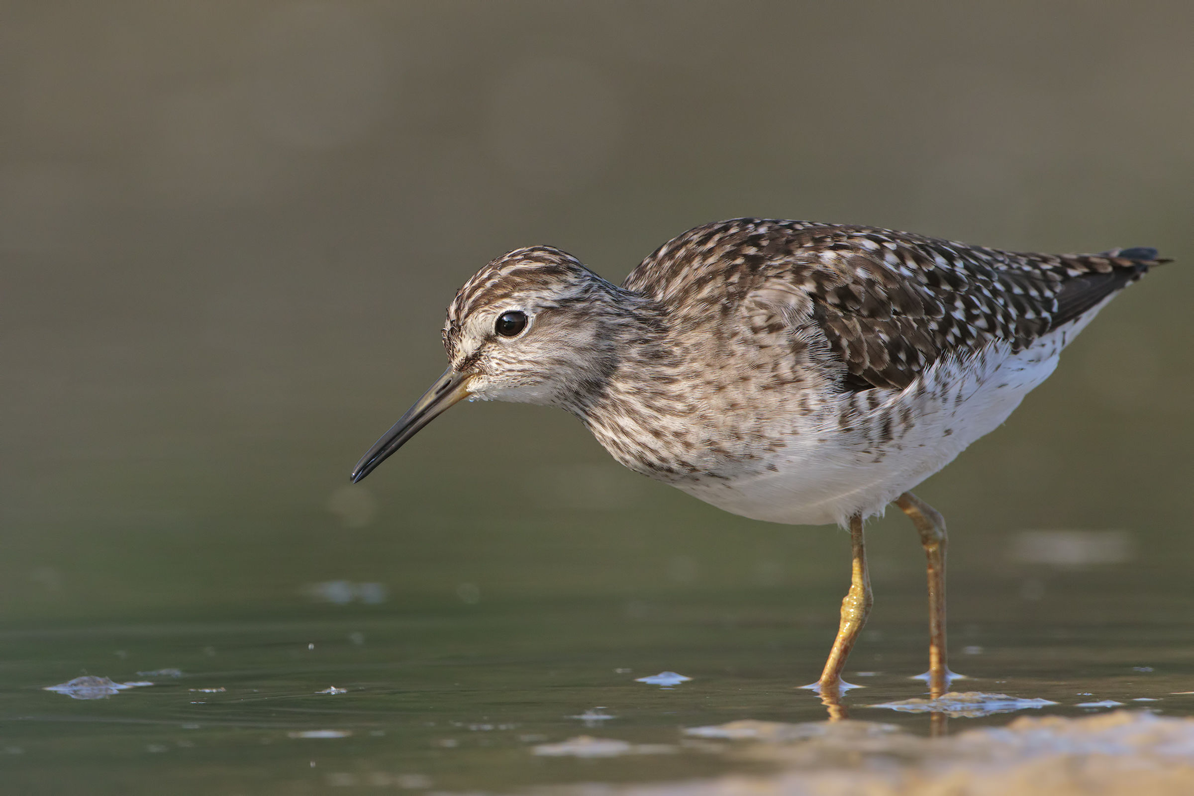 Wood Sandpiper