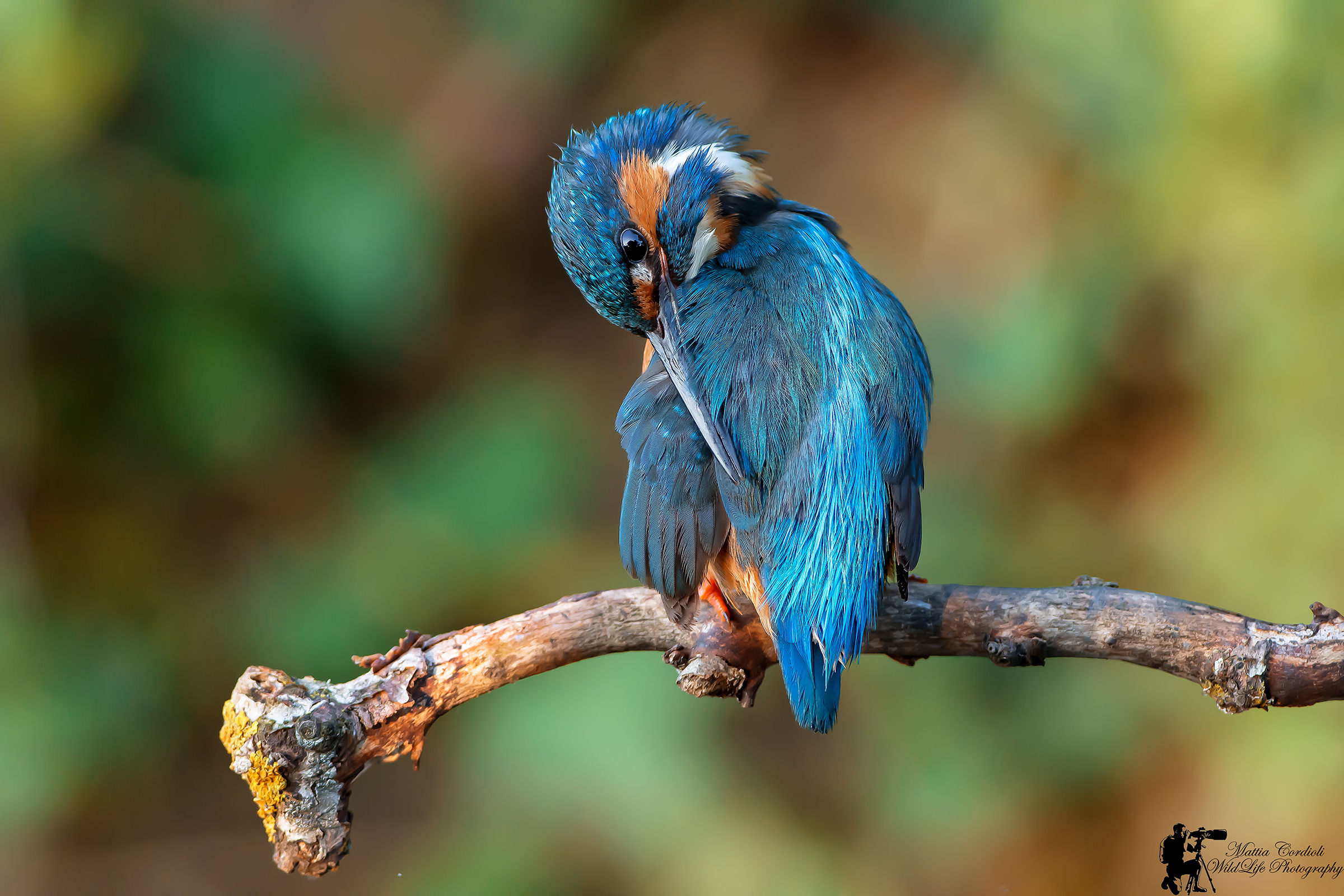 Cleaning morning ...