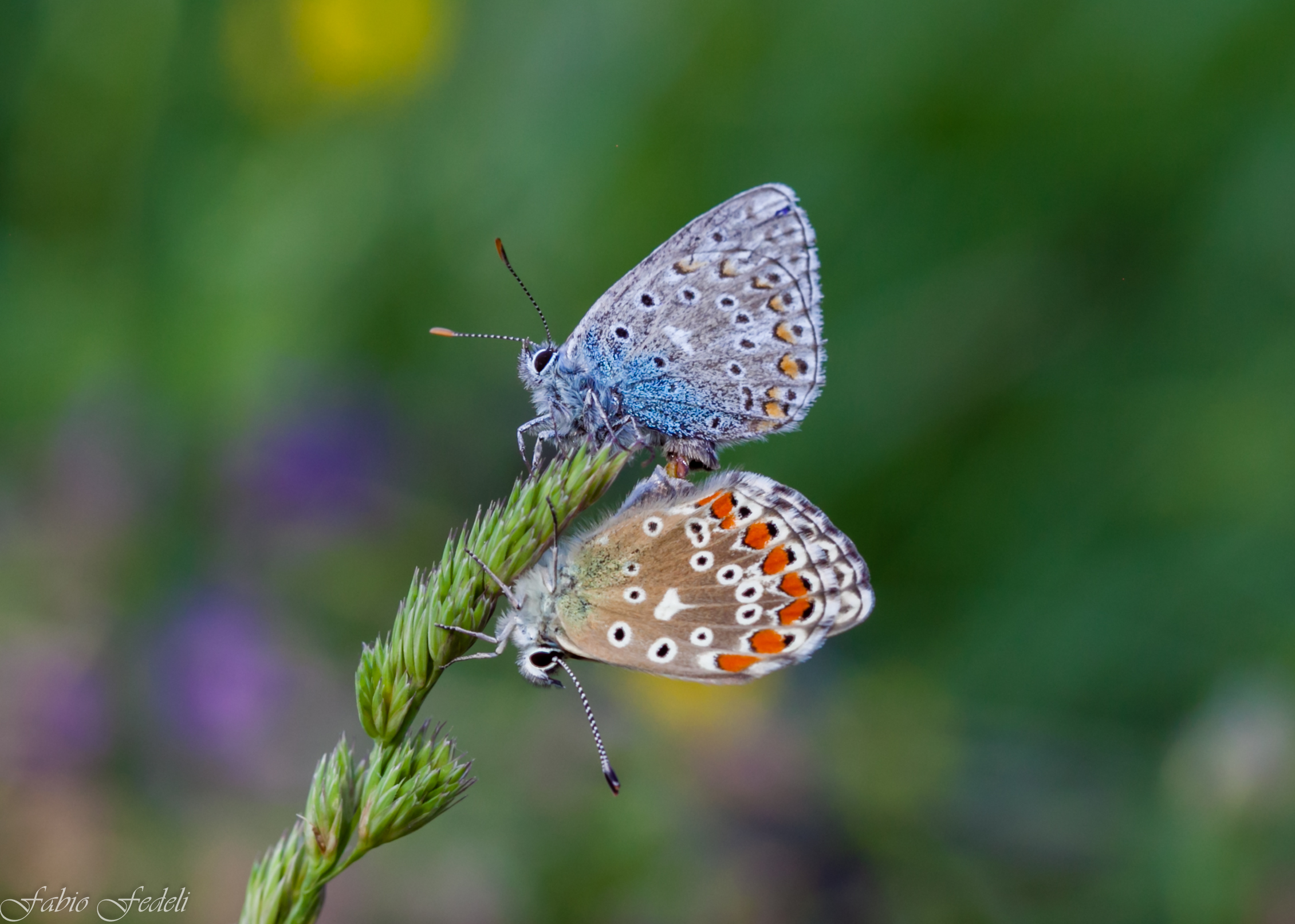 accoppiamento Melitea