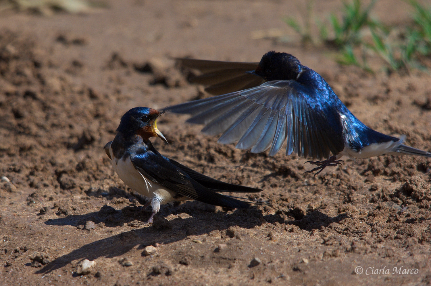 swallow (Hirundo rustica)