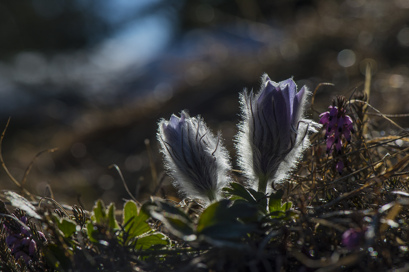 Pulsatilla vernalis