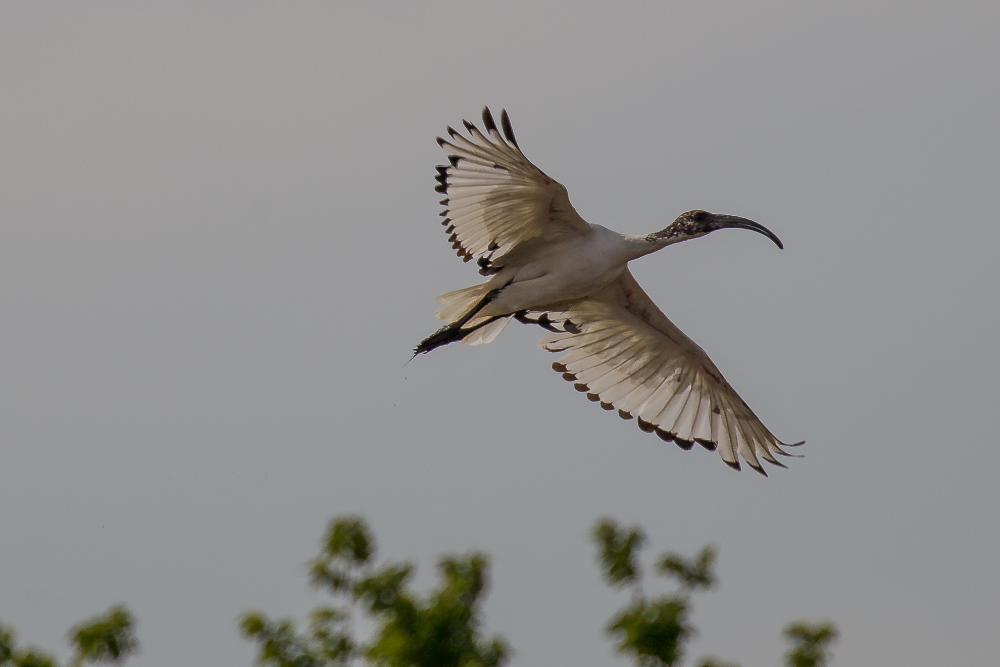 sacred ibis