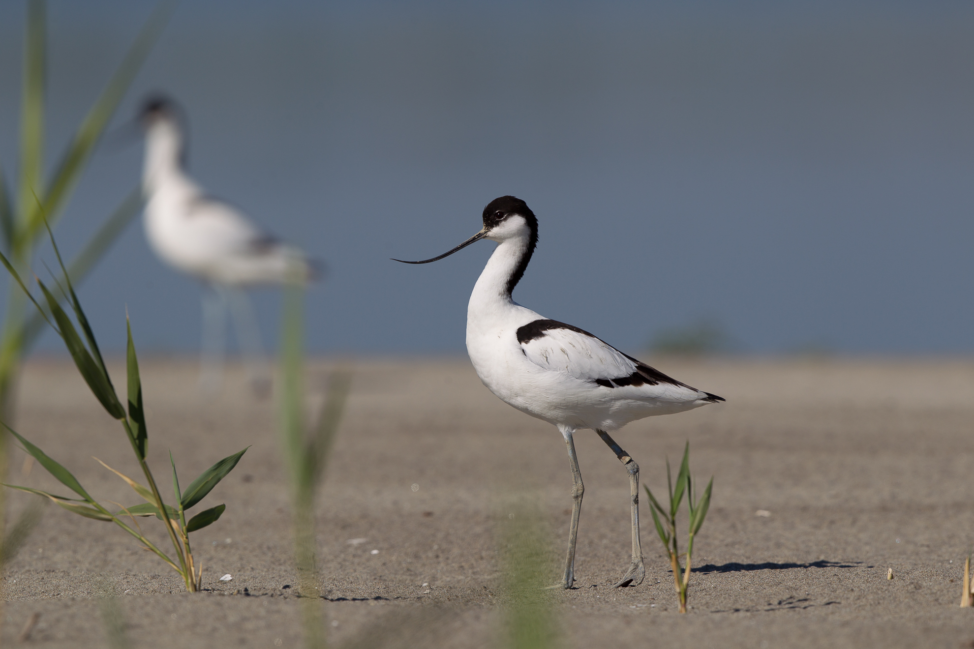 avocets