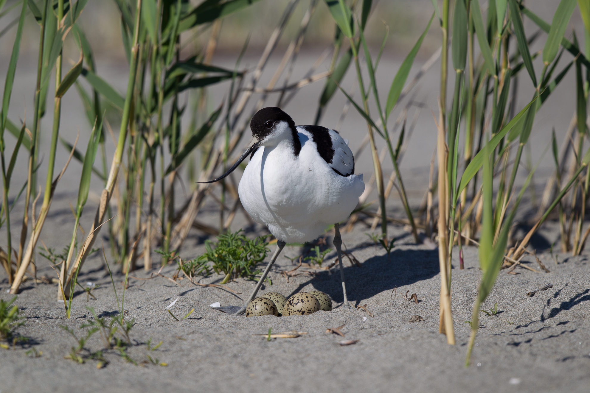 avocet to the nest