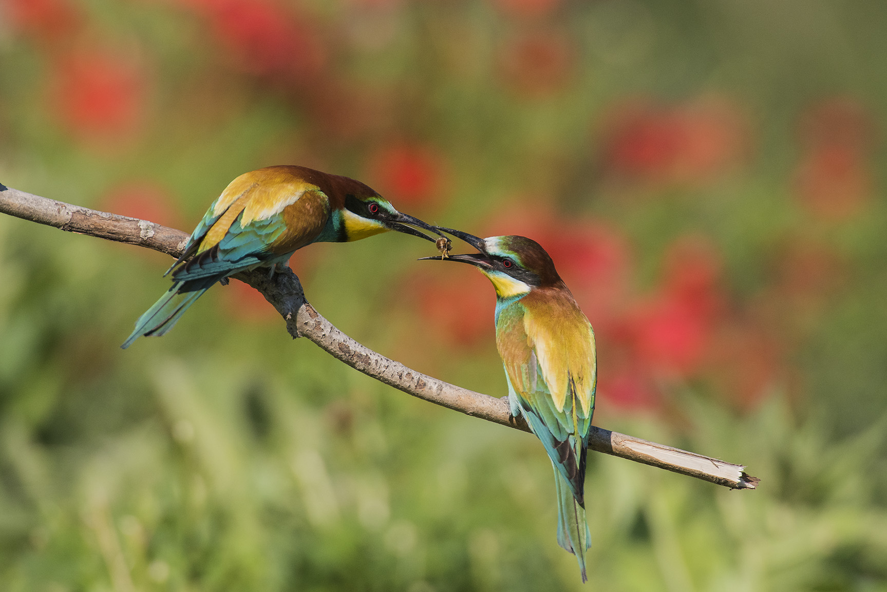 The bee-eaters Scrivia 1