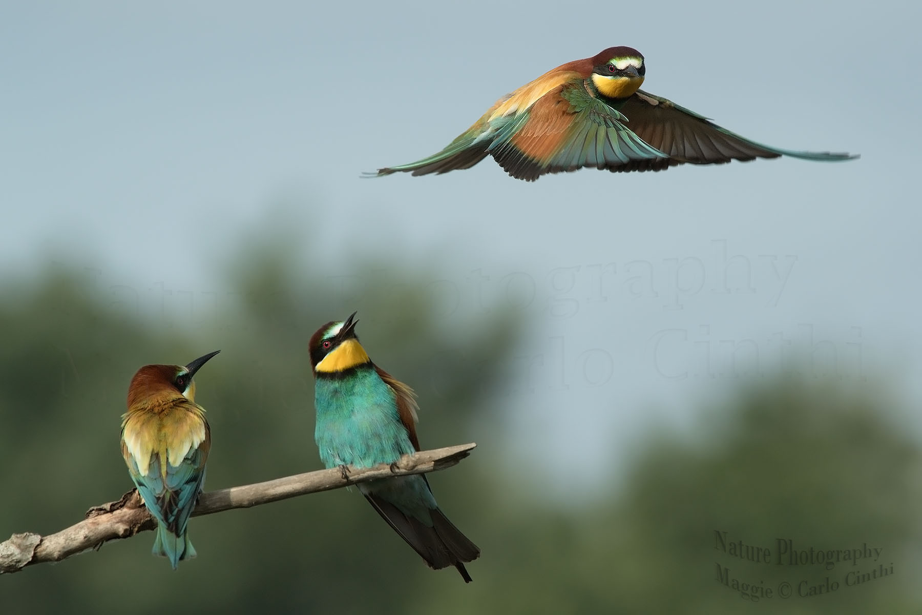 bee-eaters