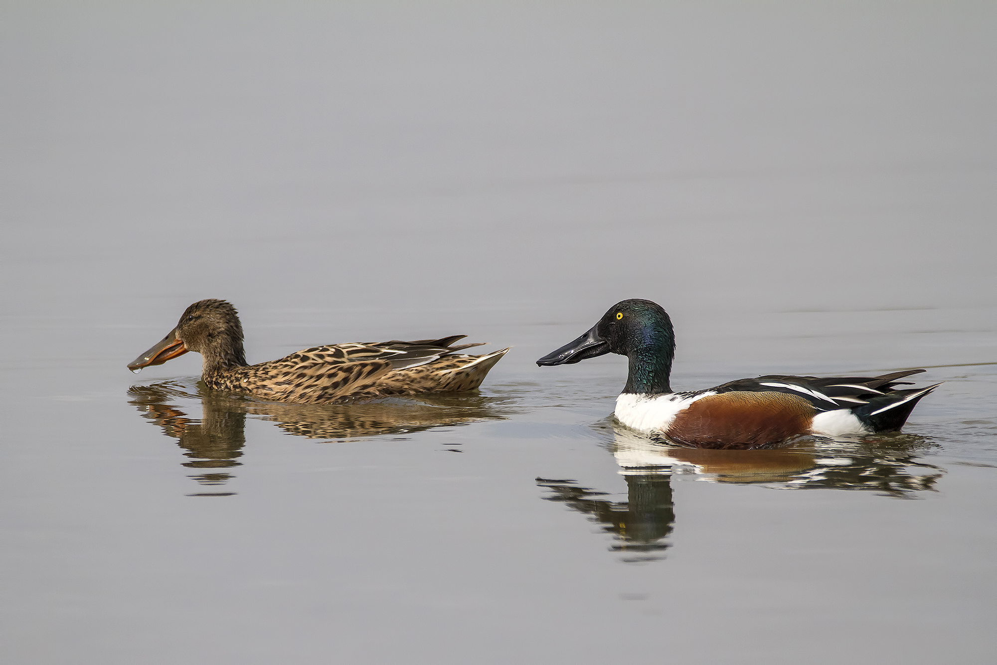 Shoveler couple