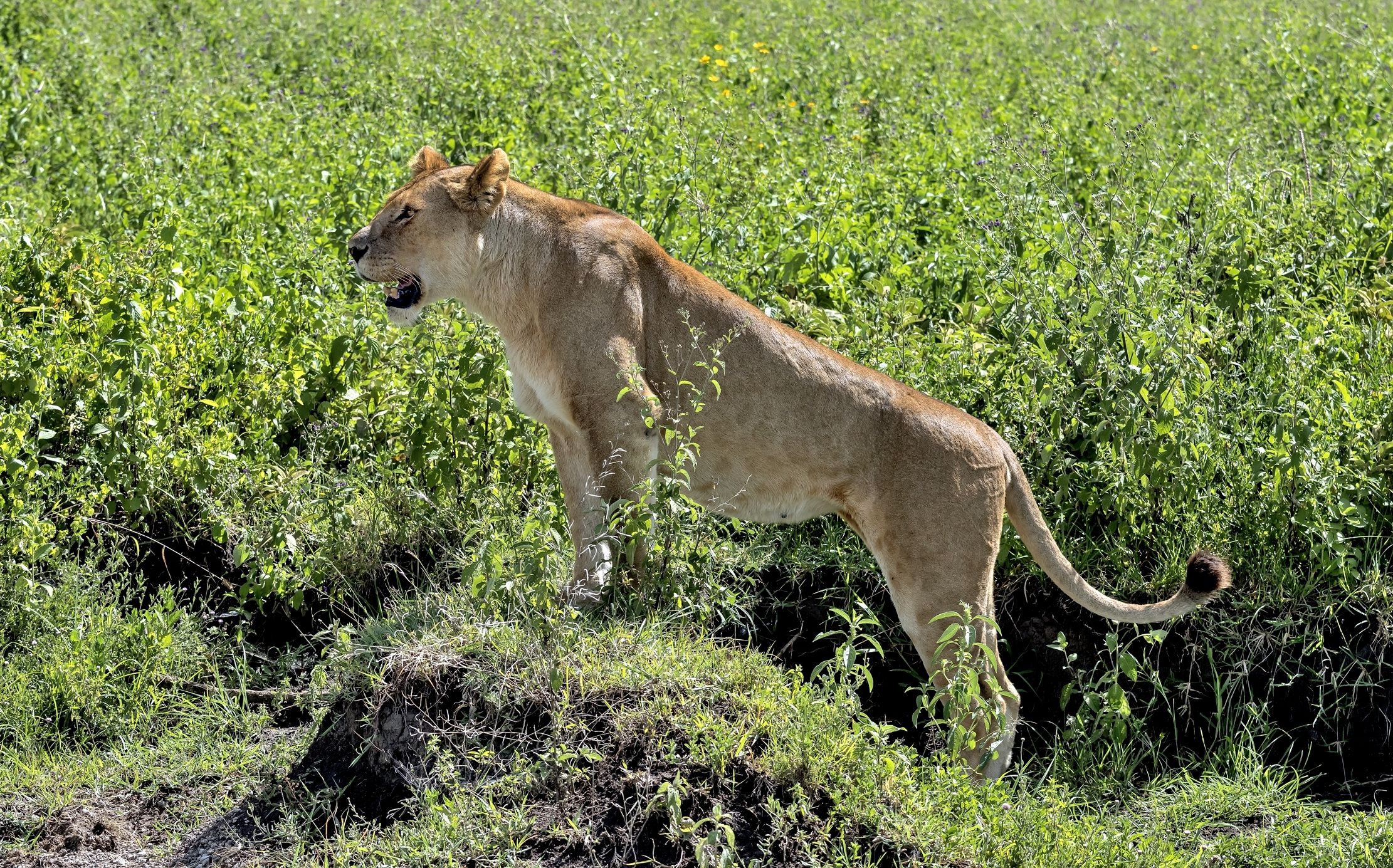 Tanzania 2016 - Di vedetta