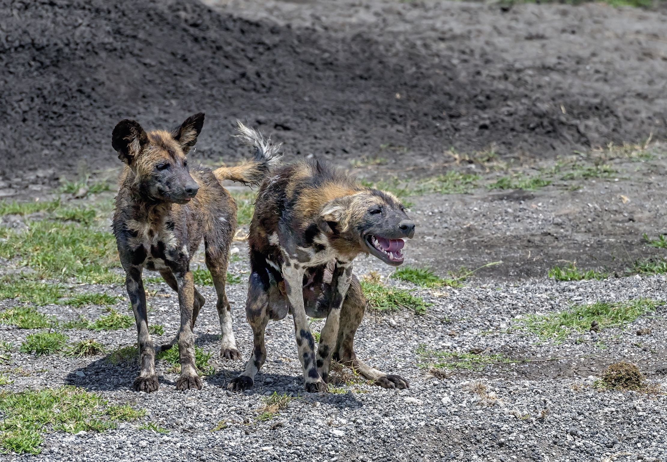 Tanzania 2016 - Licaoni