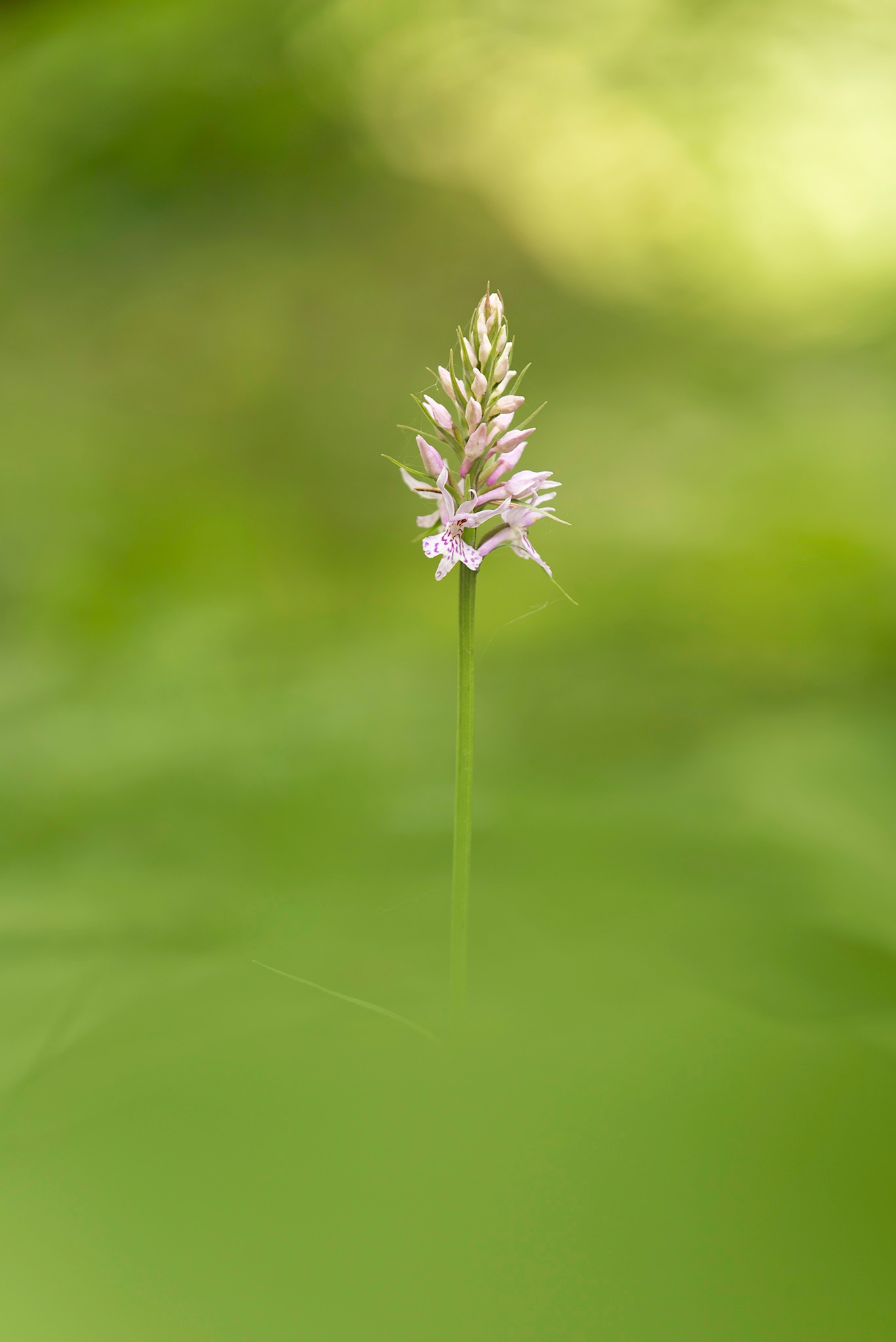 Dactylorhiza maculata