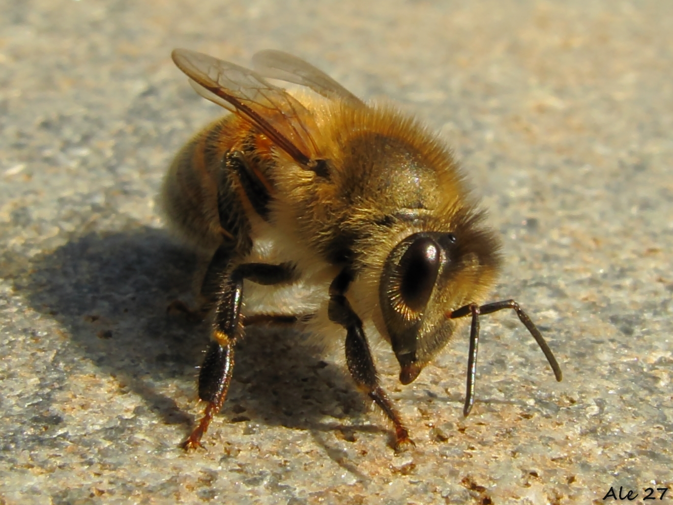 ... Blonde ... honey bee !!