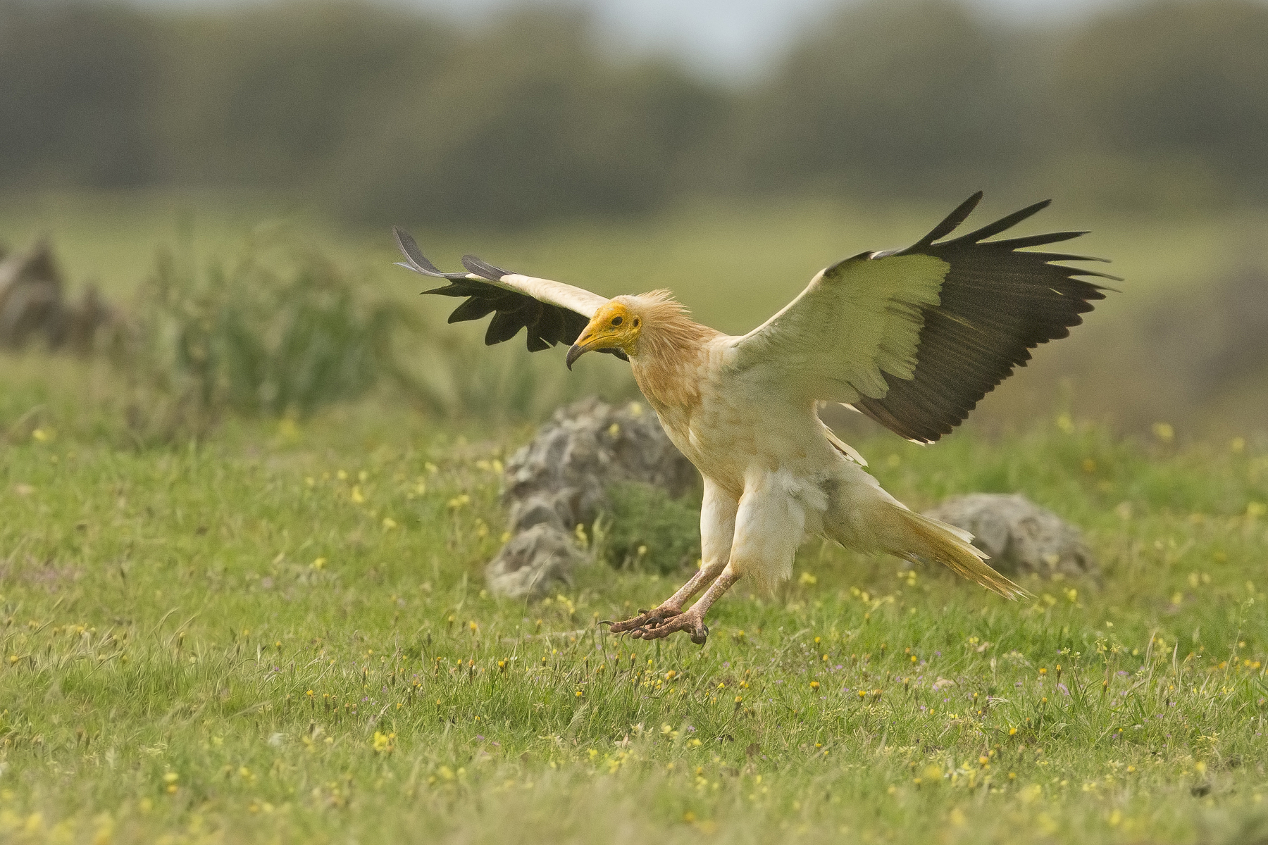 capovaccaio(neophron percnopterus)