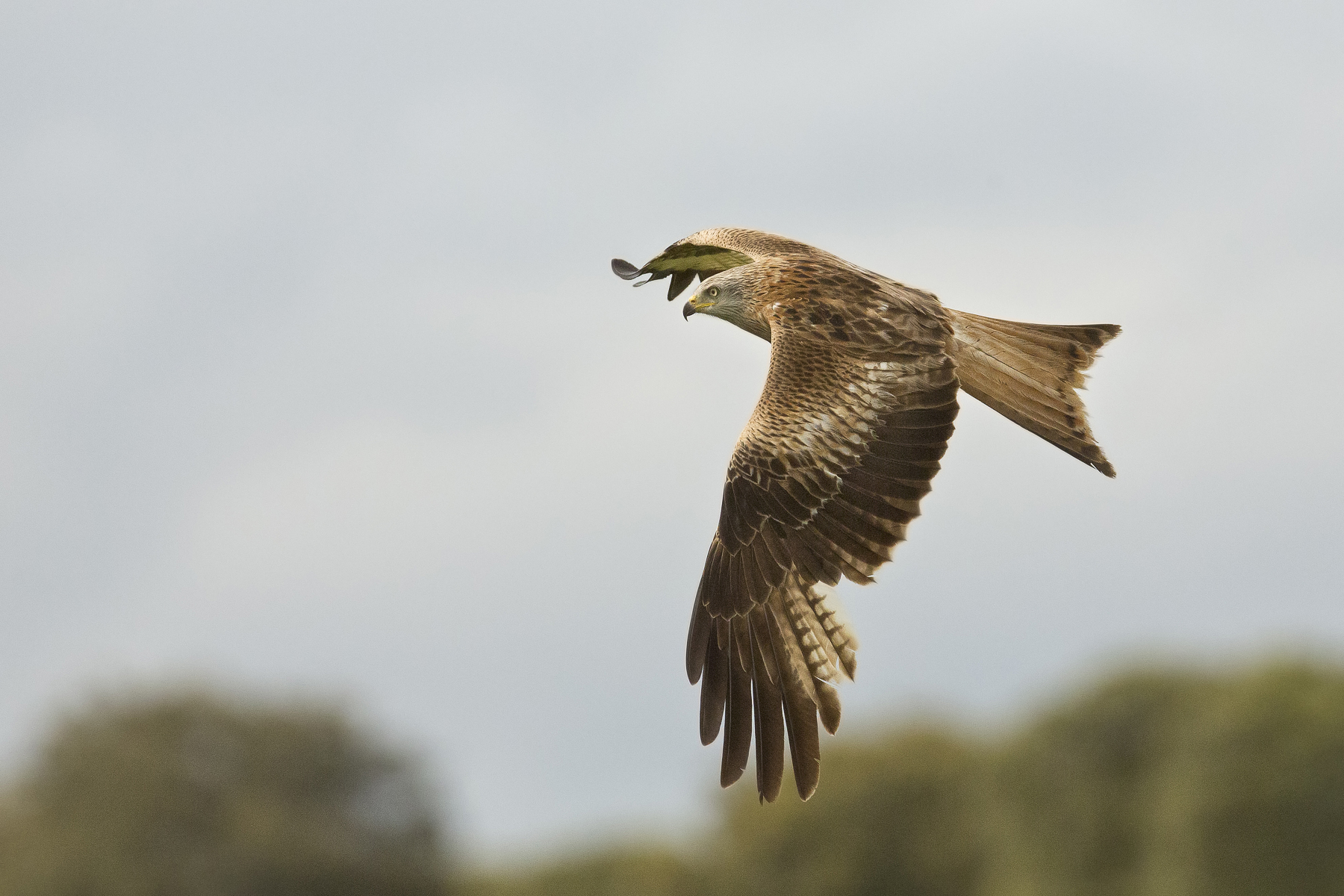 nibbio reale(milvus milvus)