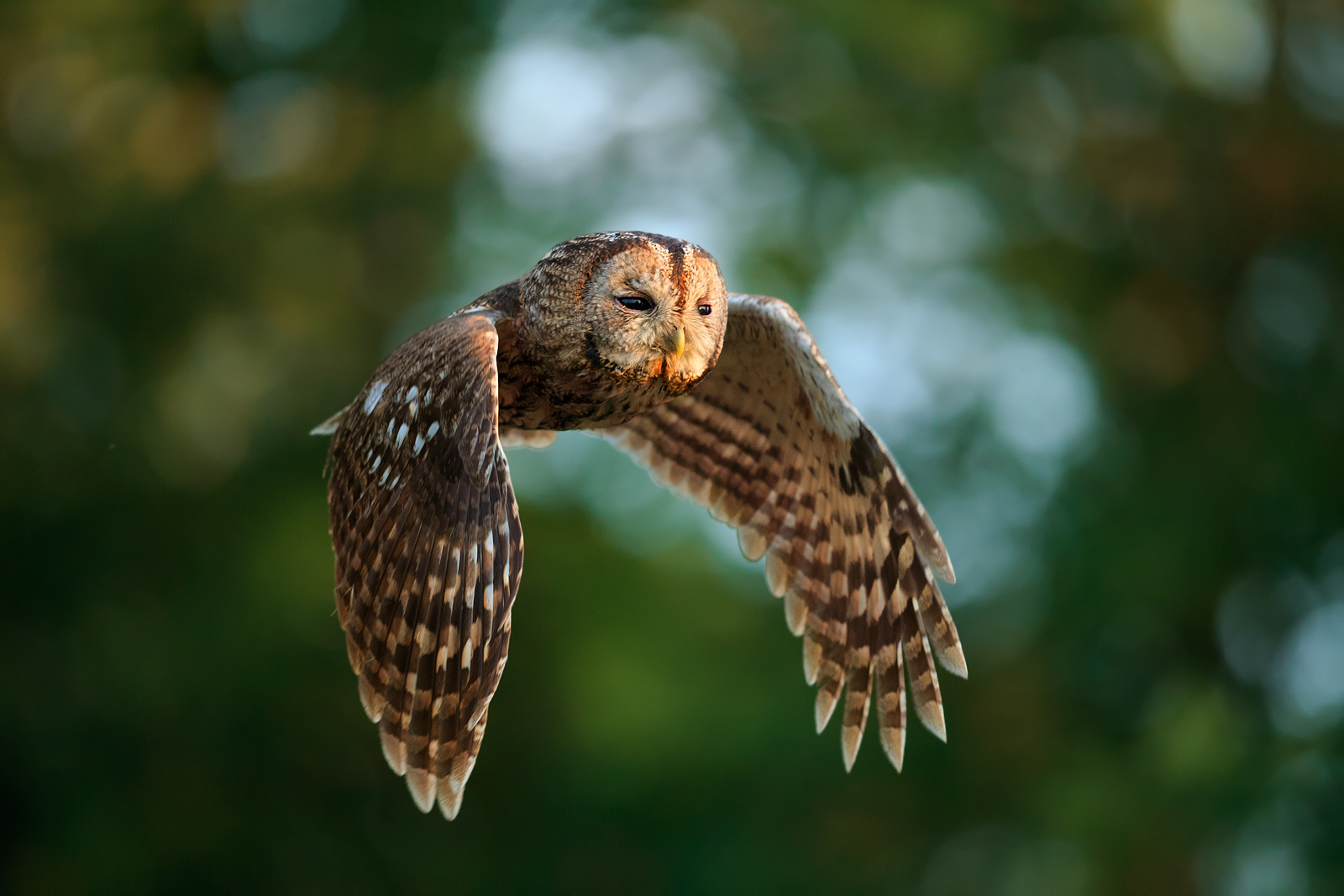 In flight at sunset.