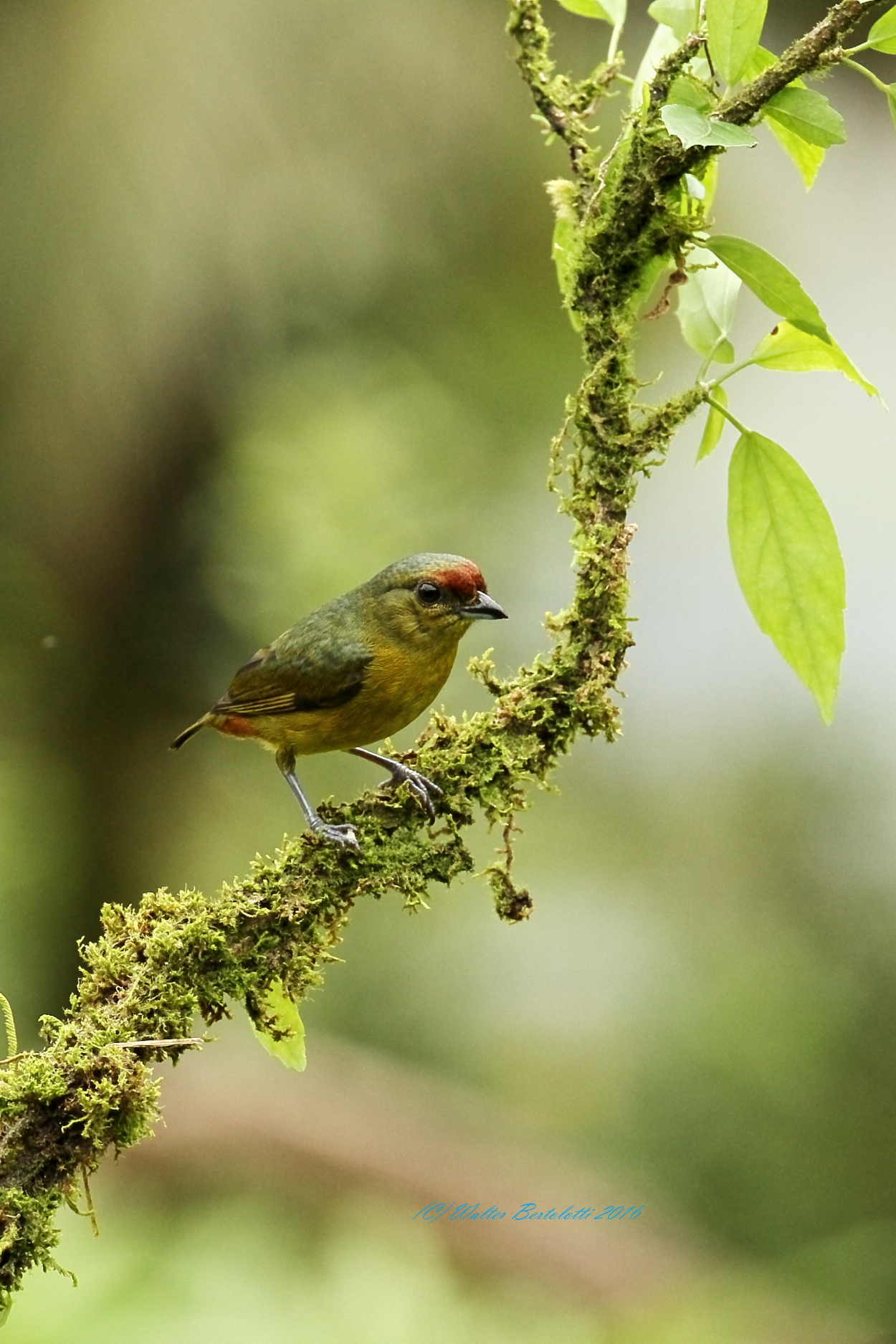 Olives blacked Euphonia