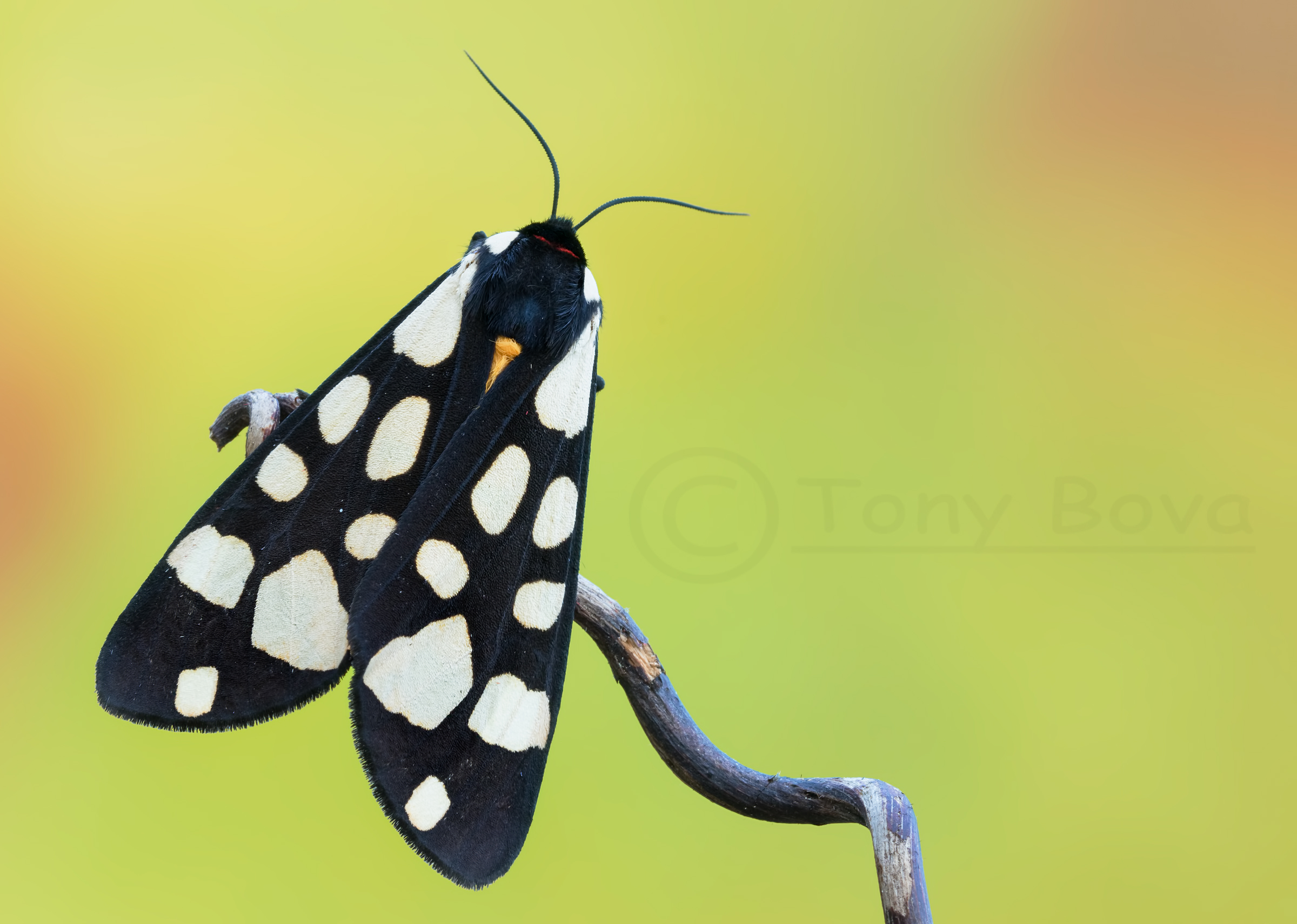 Epicallia Villica ...