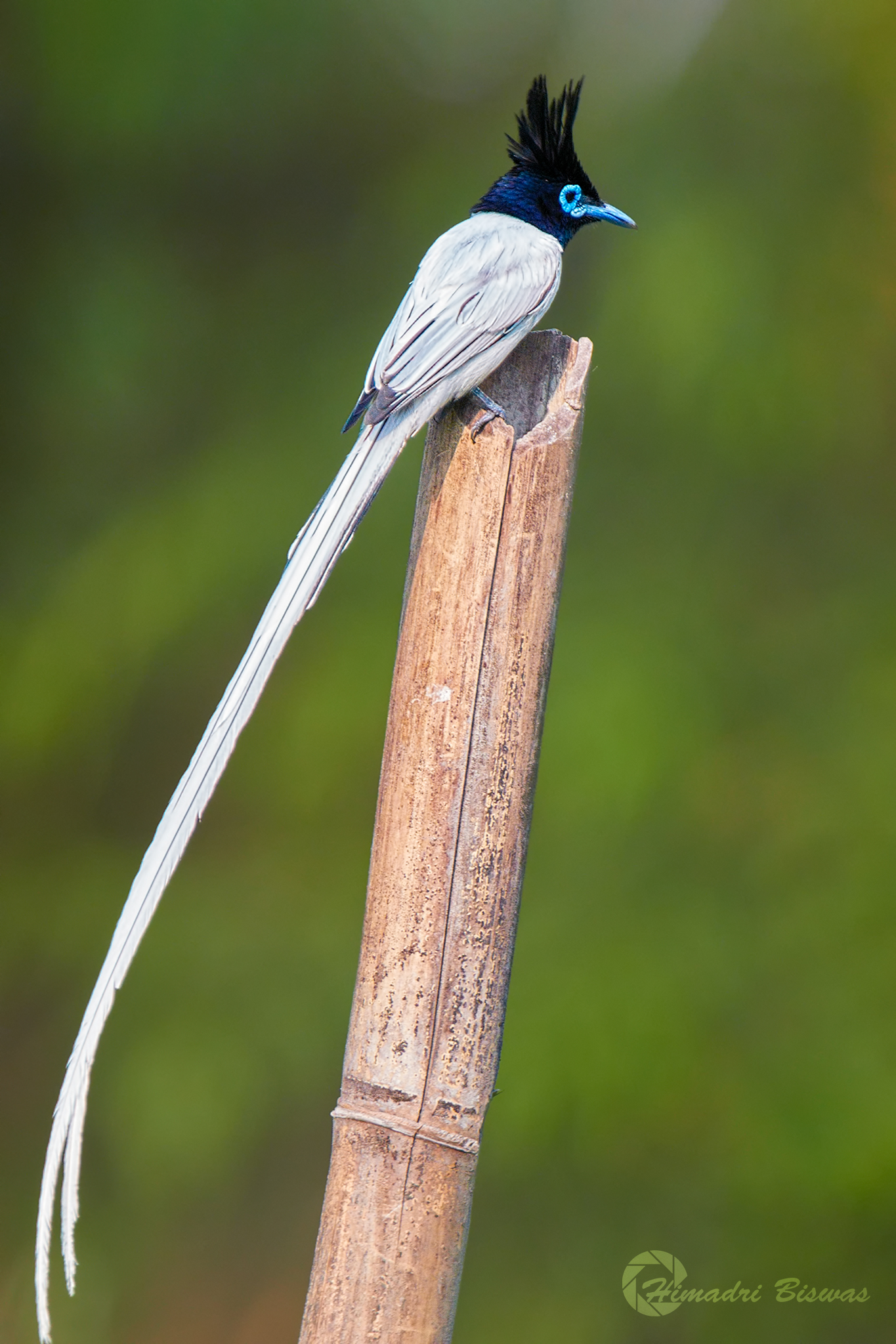 Indian paradise flycatcher white morph