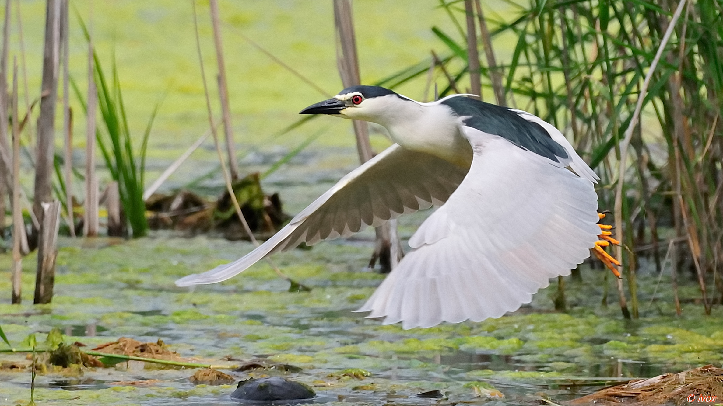 Night Heron