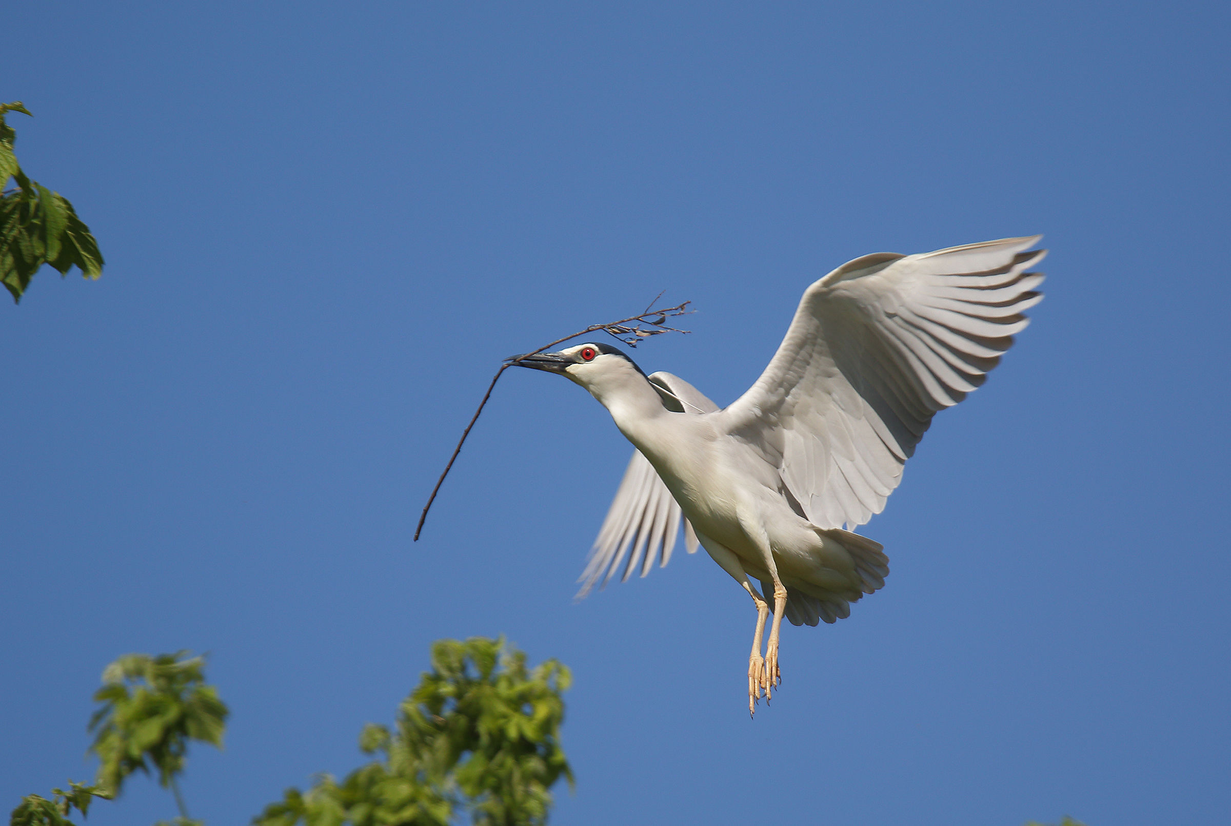 Night Heron "peace"