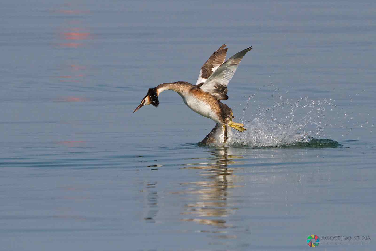 Today I feel very dolphin