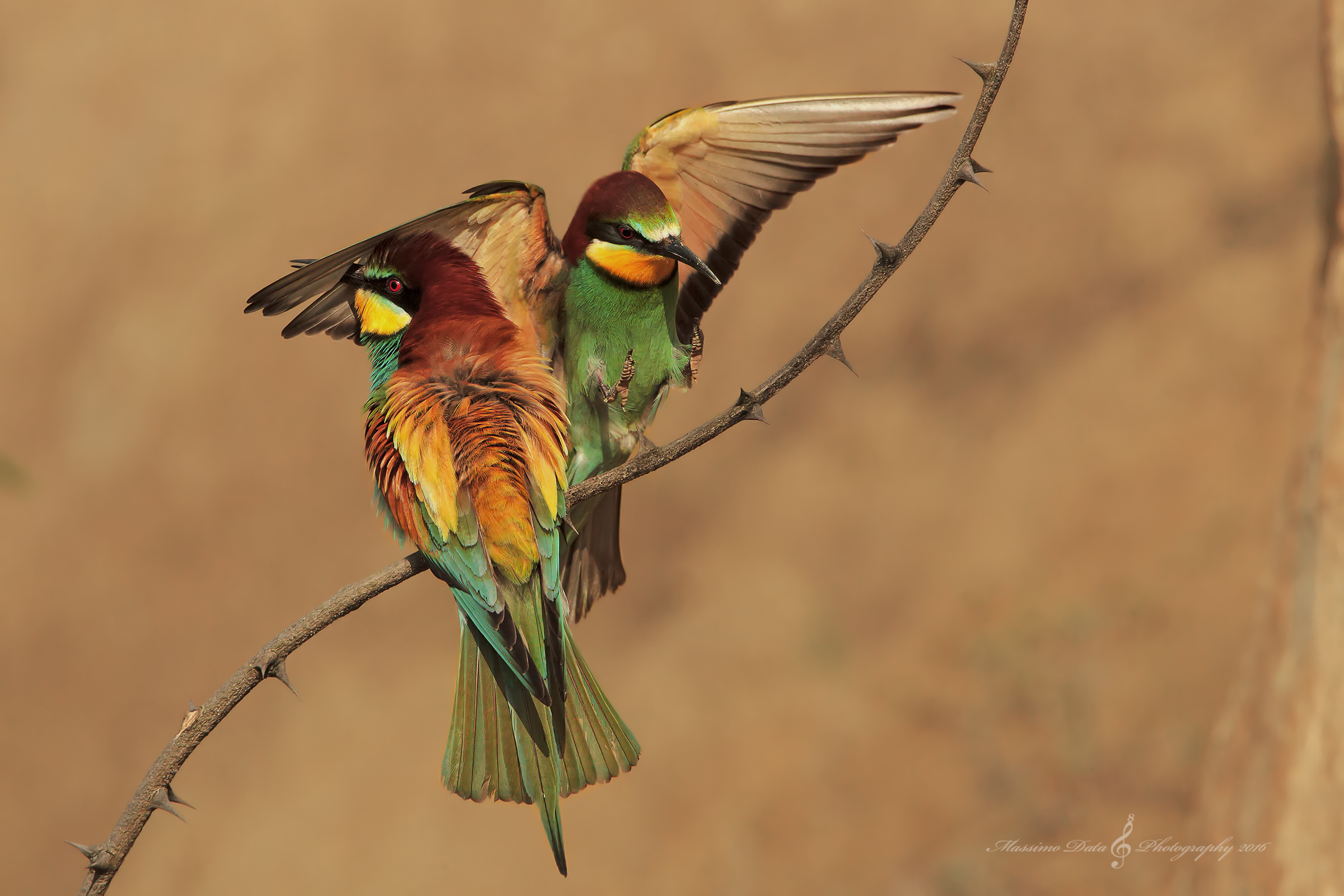 Gruccione..maldestro