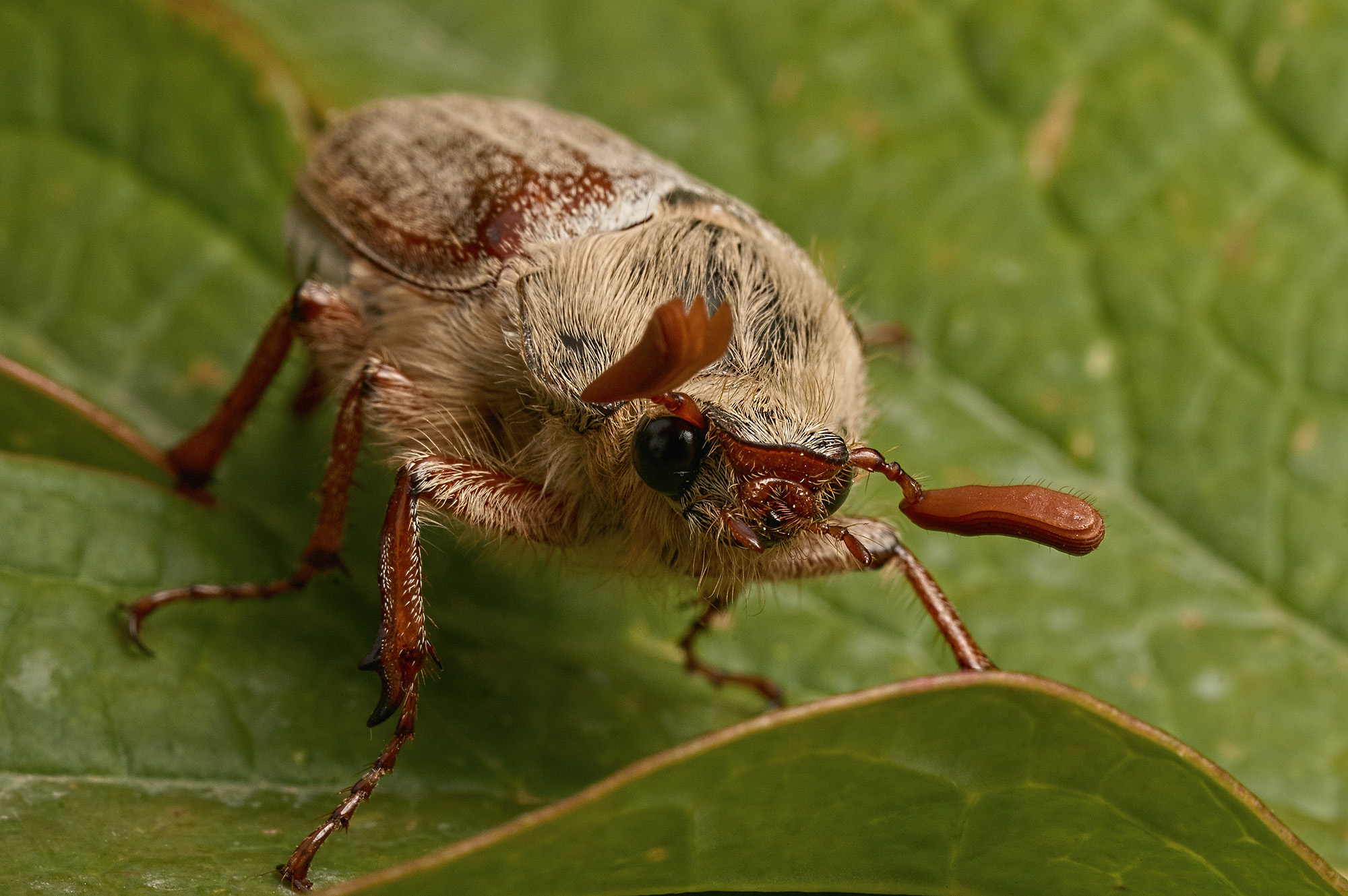 amphimallon solstitiale