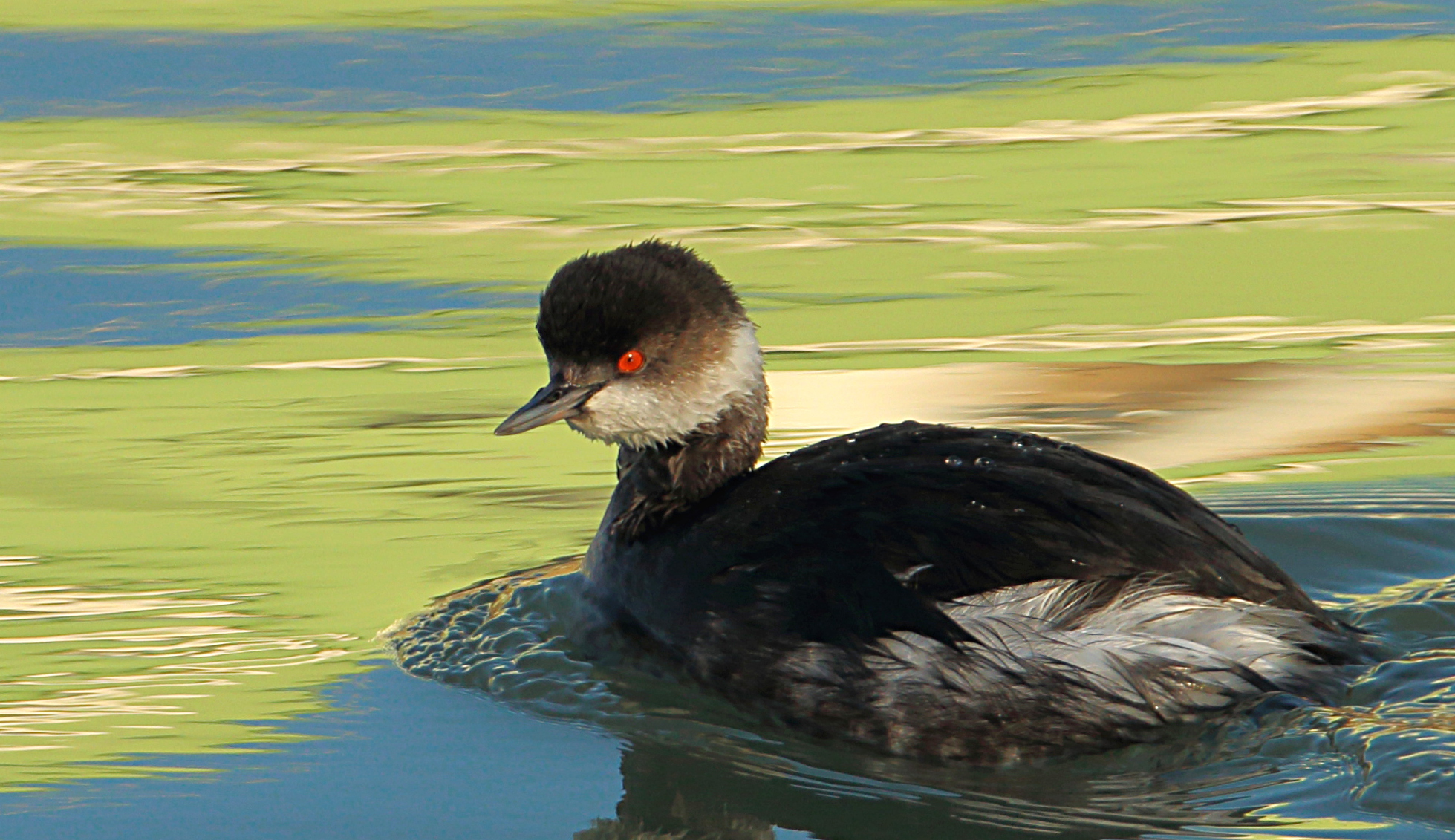 Black-necked Grebe