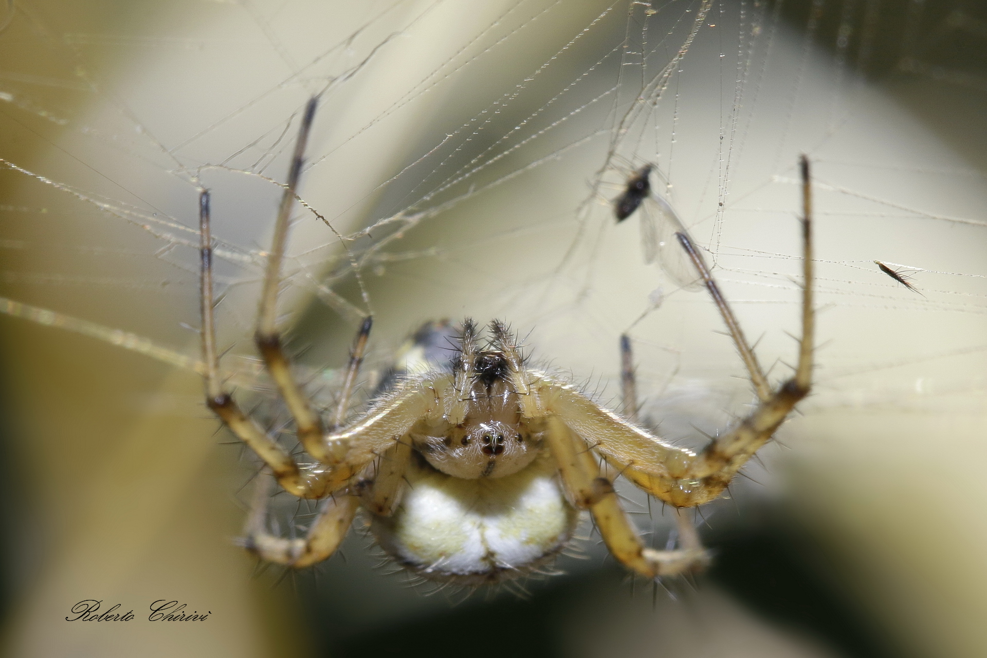 "Neoscona adiantha" (altra prospettiva)