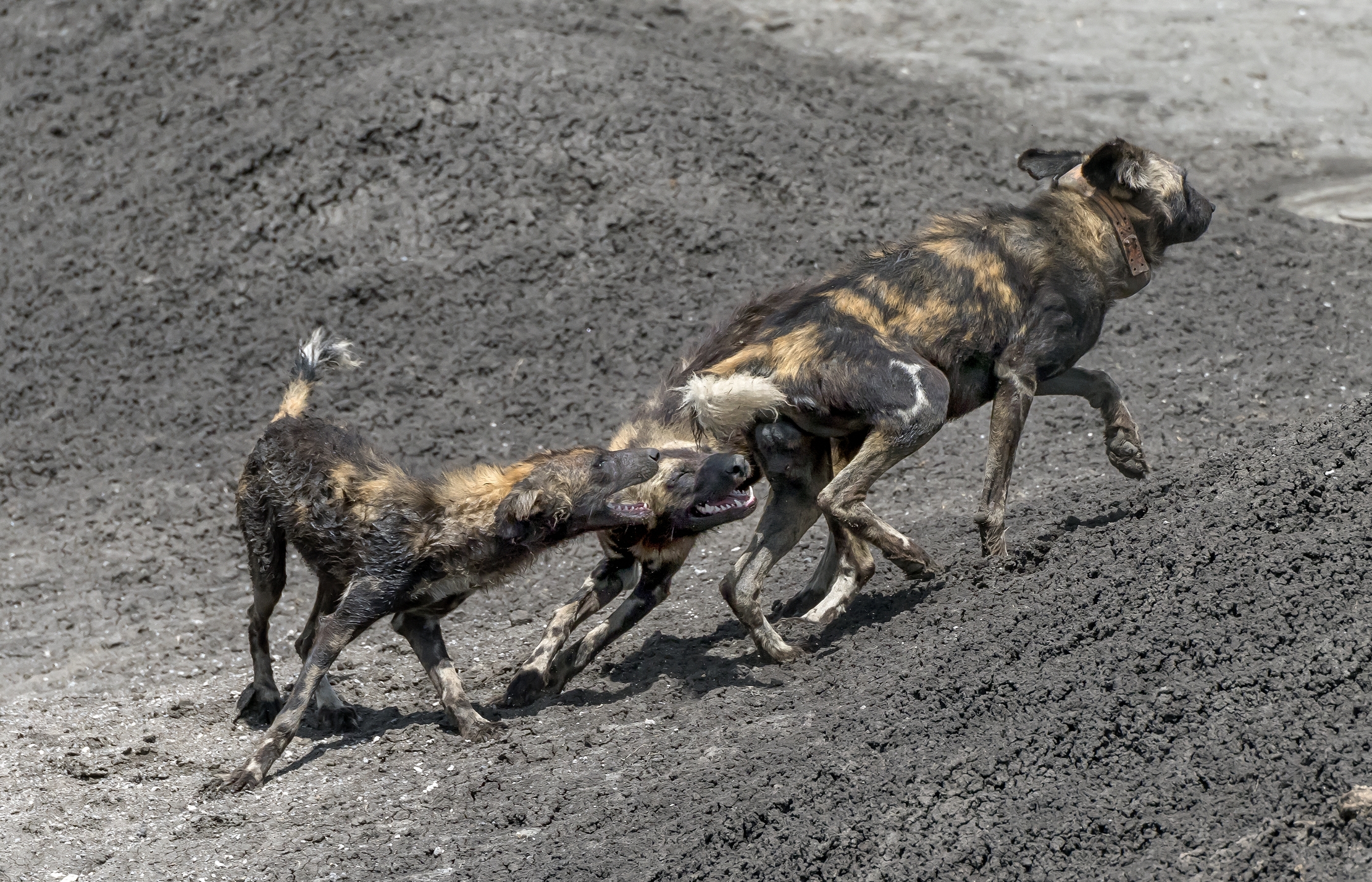 Tanzania 2016 - Licaoni