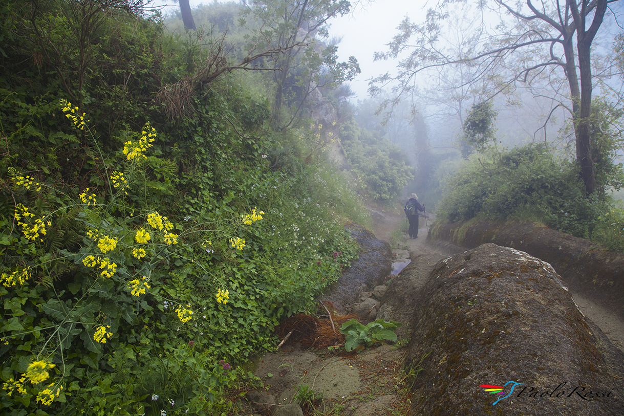 the path of the gnomes