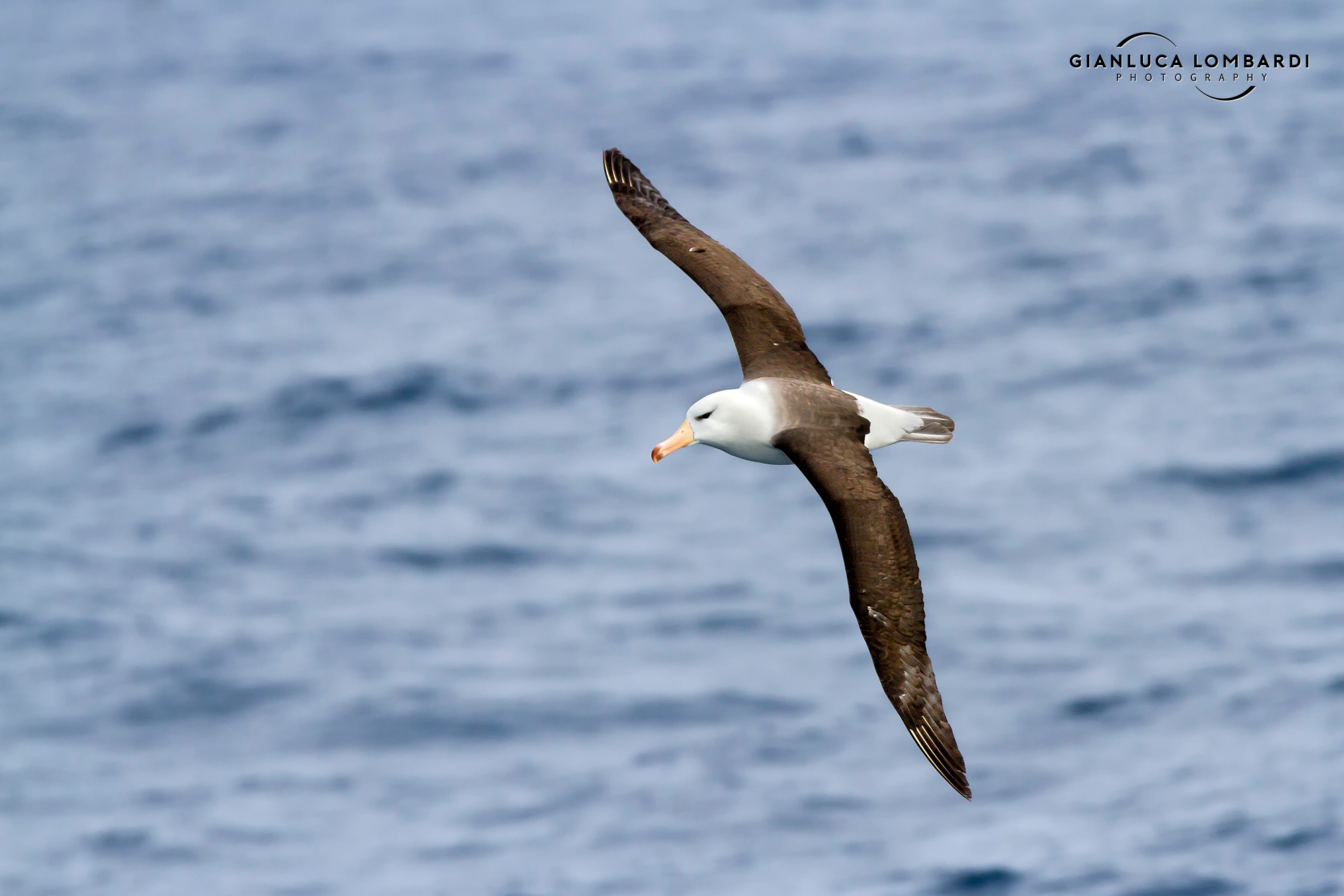 Black brow albatross (Thalassarche melanophrys)