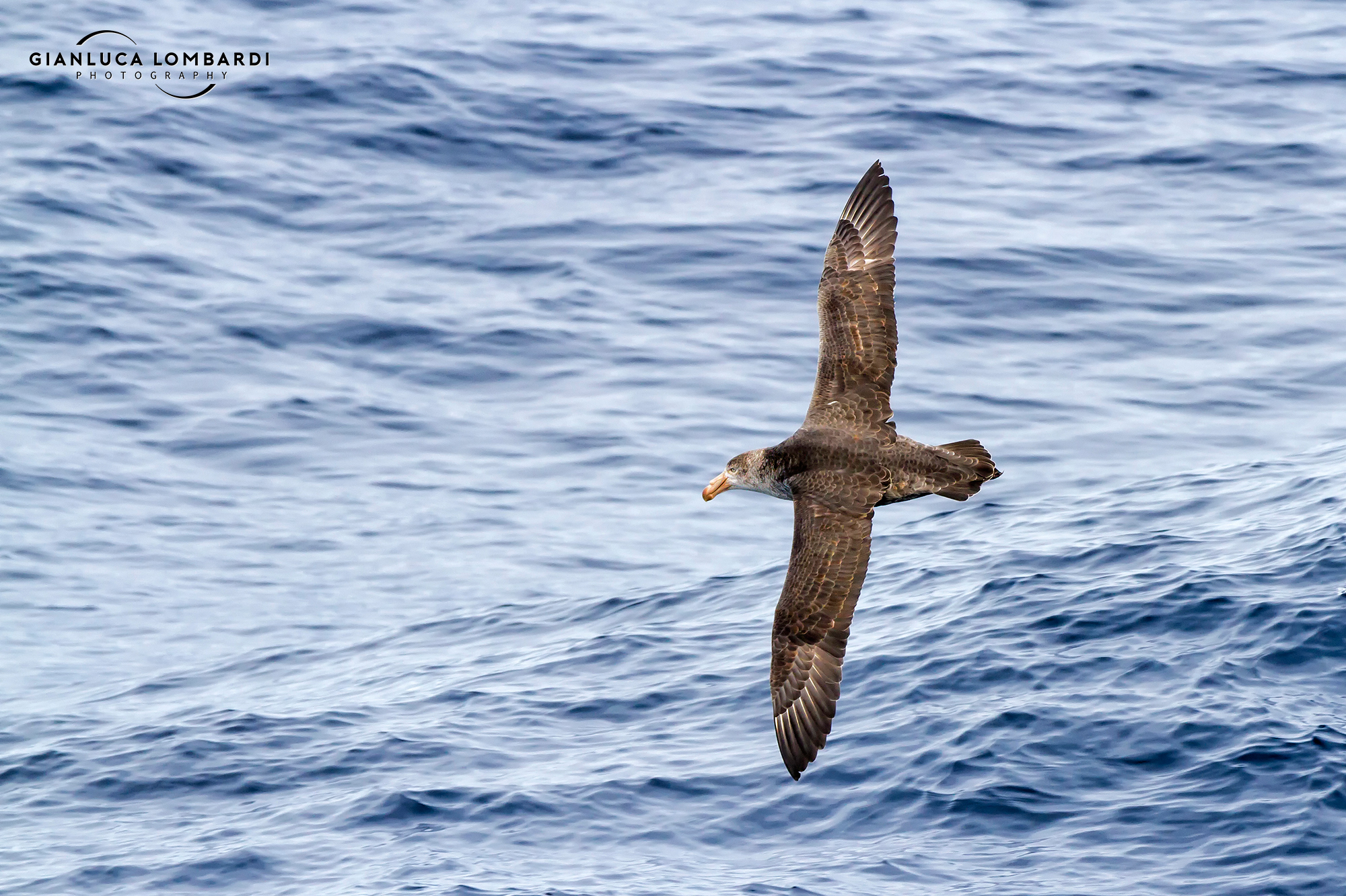Mentobianco petrel (Procellaria aequinoctialis)