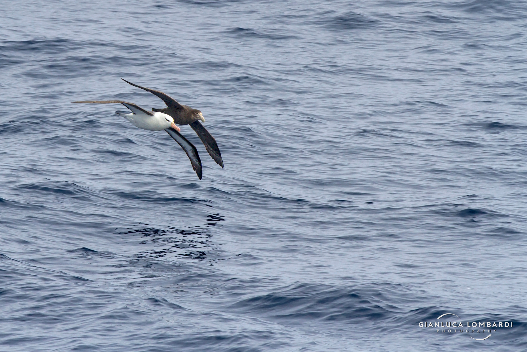 Albatross black eyebrow with Petrel mentobianco