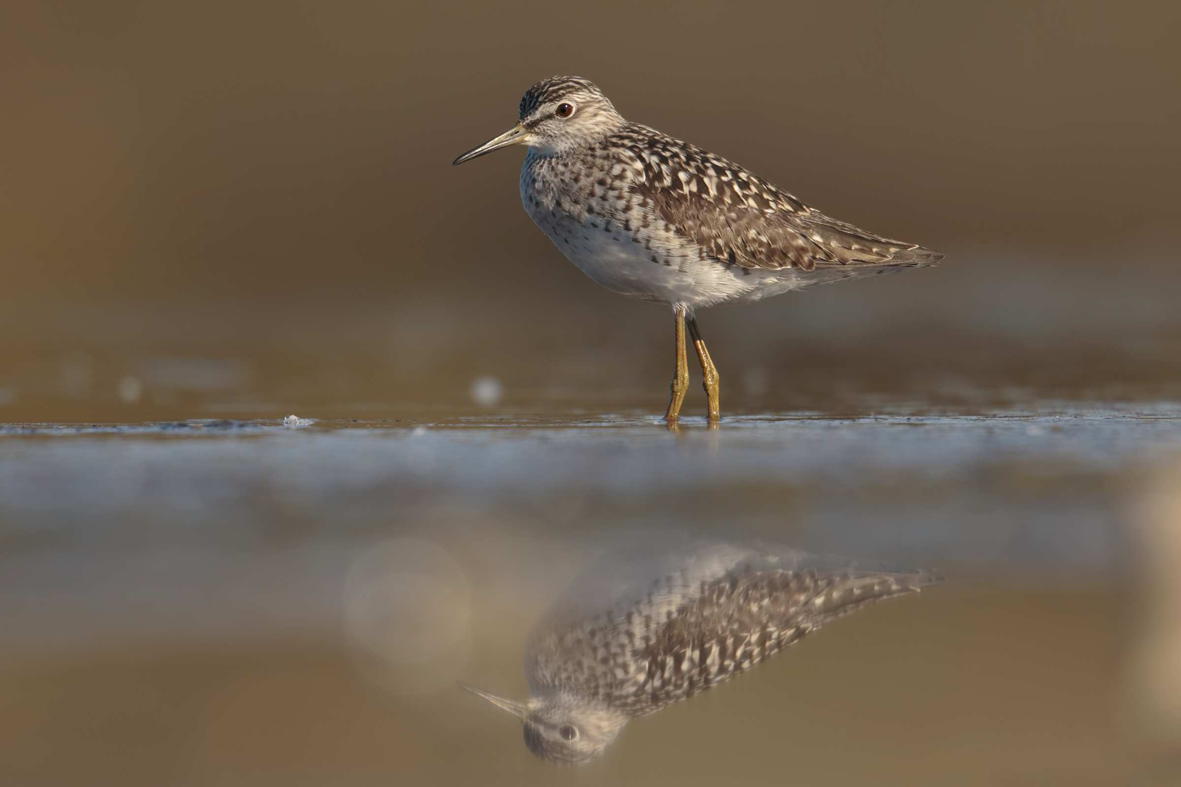 Wood Sandpiper