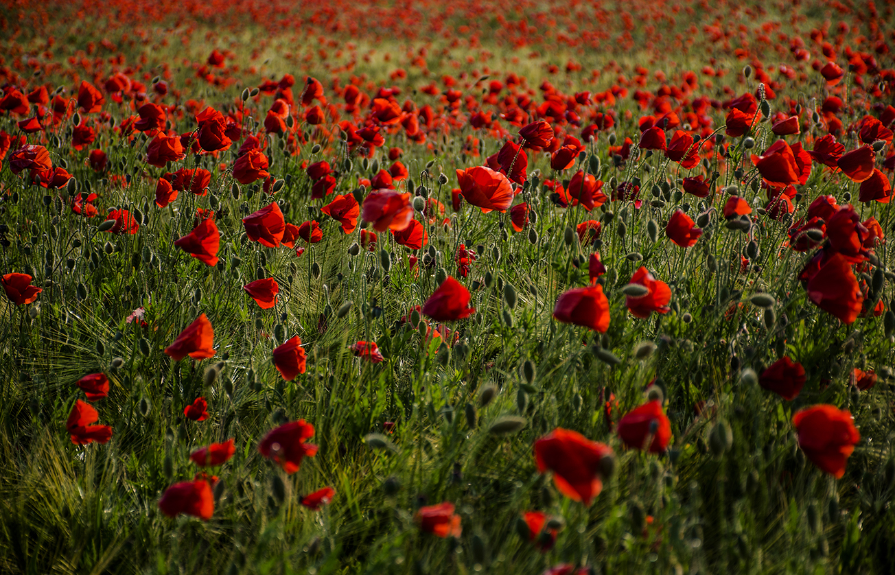 I Gioielli della Natura