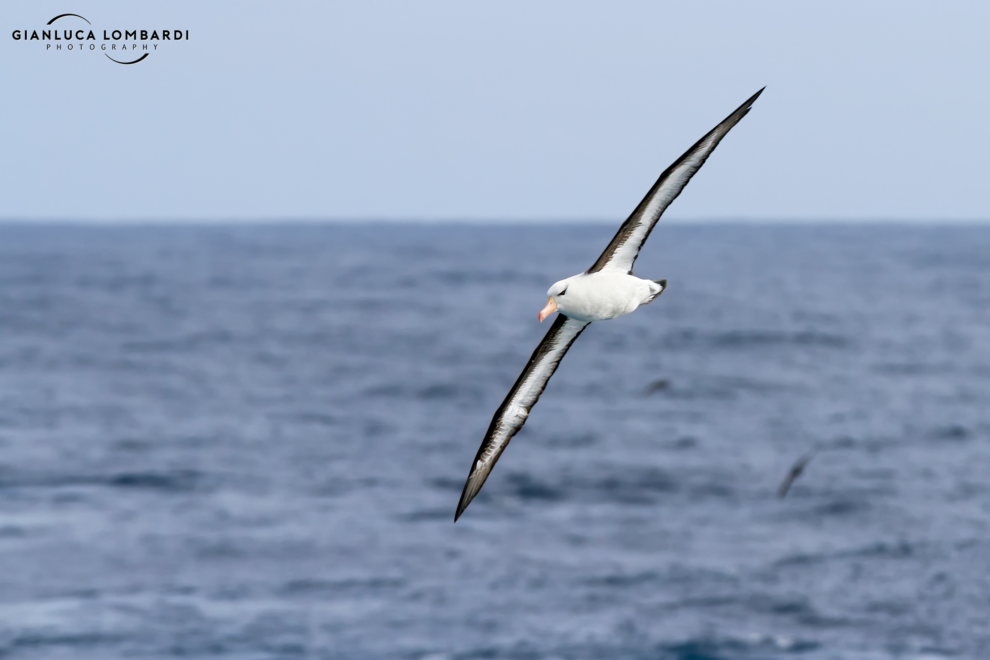 Black brow albatross (Thalassarche melanophrys)
