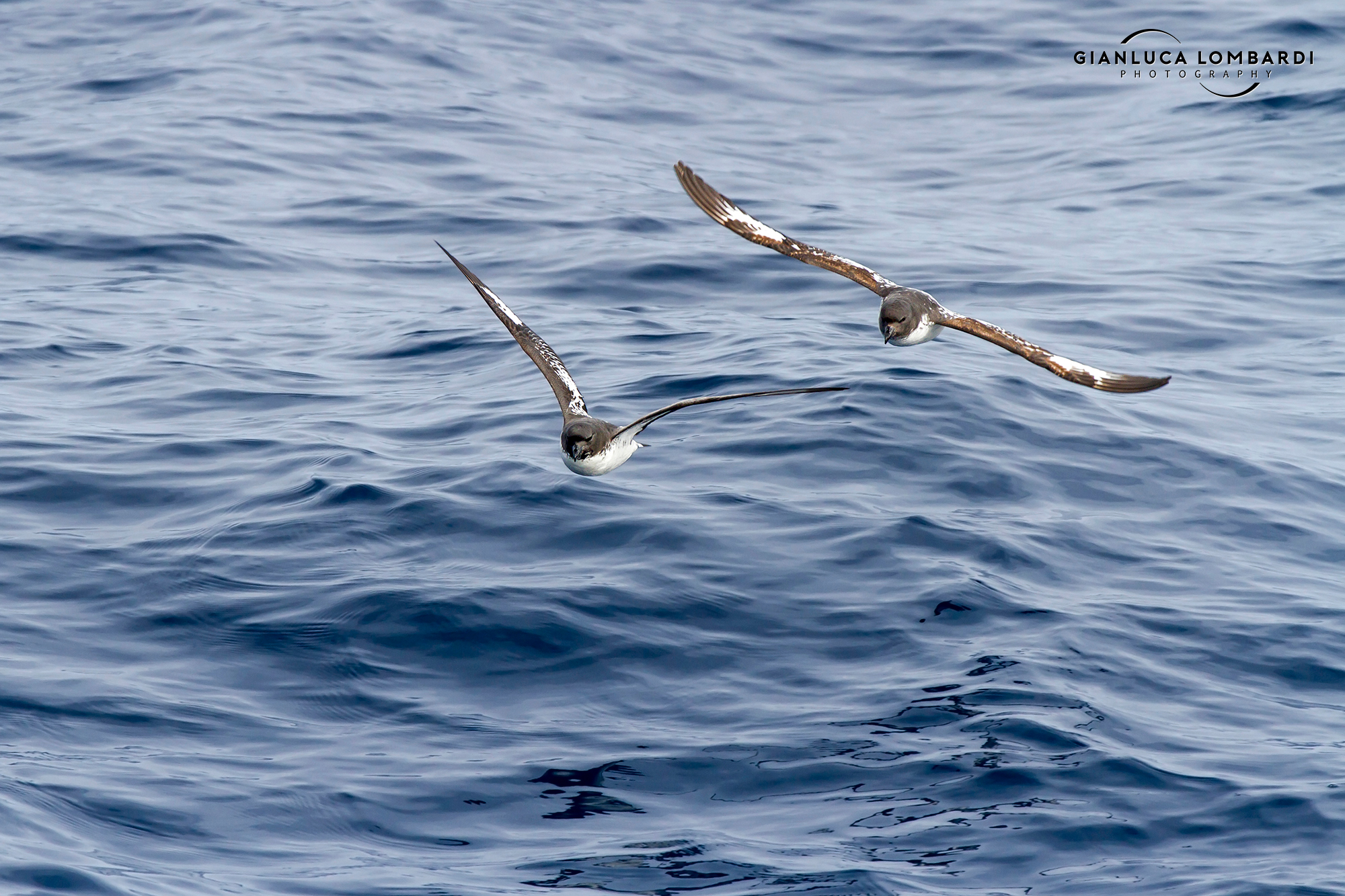 Cape petrels (Daption capense)