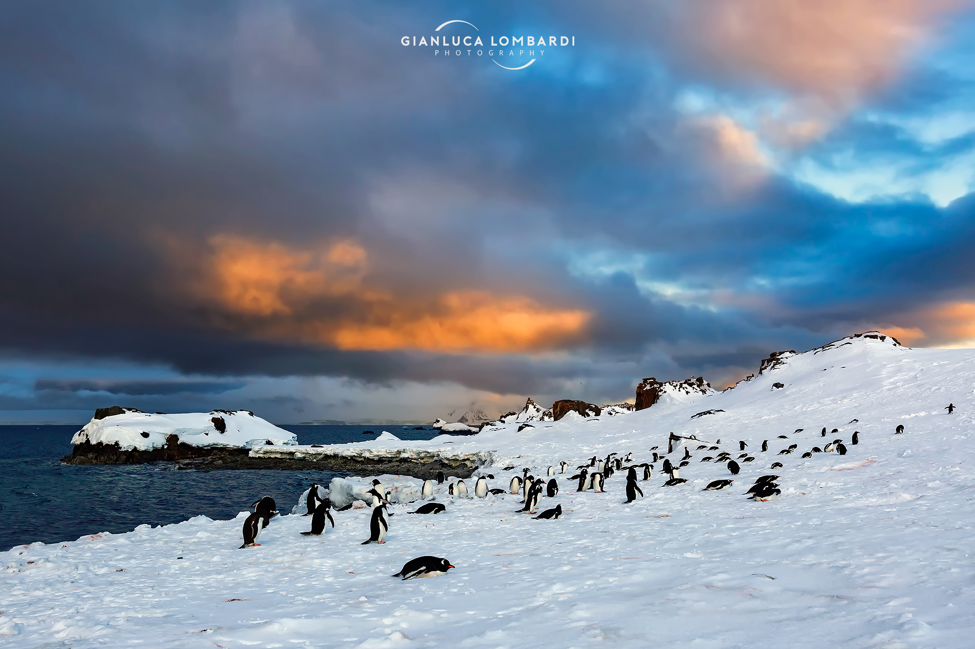 Sunset on the Gentoo penguins colony