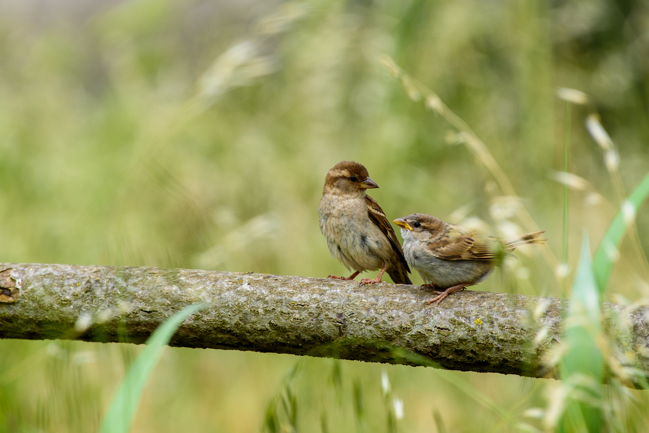 Pizza or movie tonight?